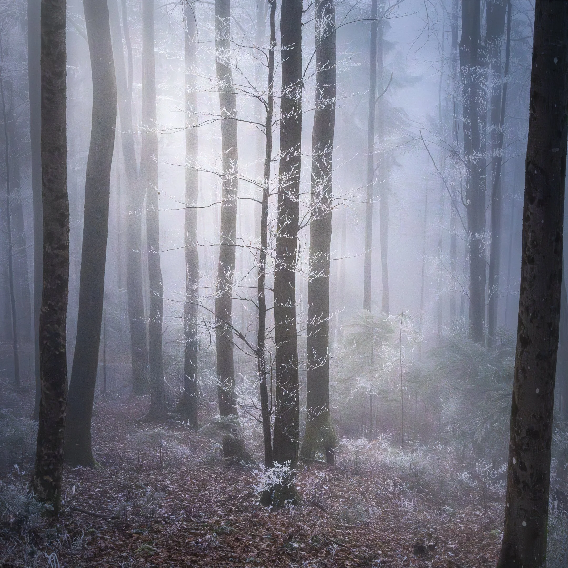Winter's Whisper.jpg