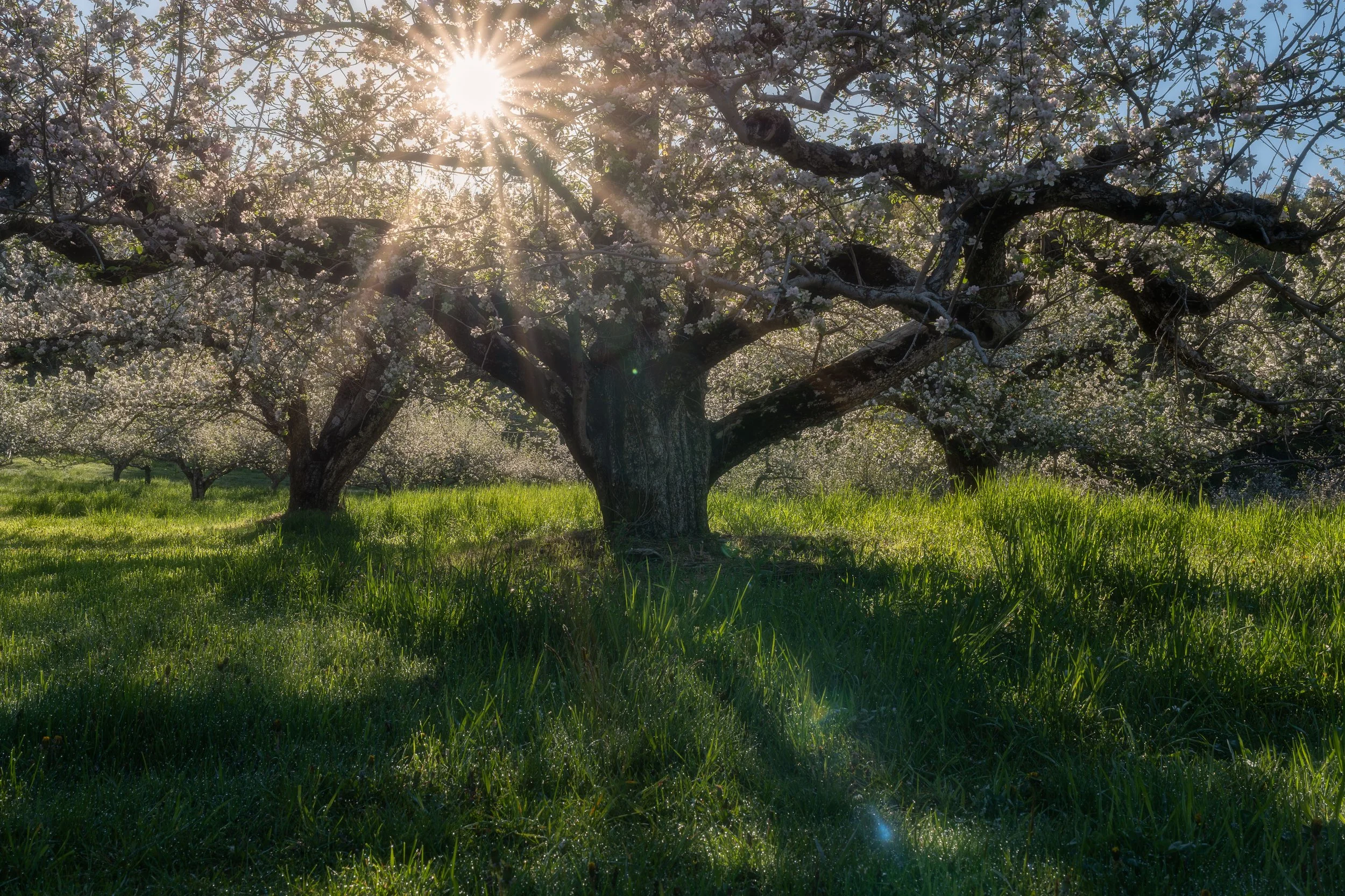 White Blossoms