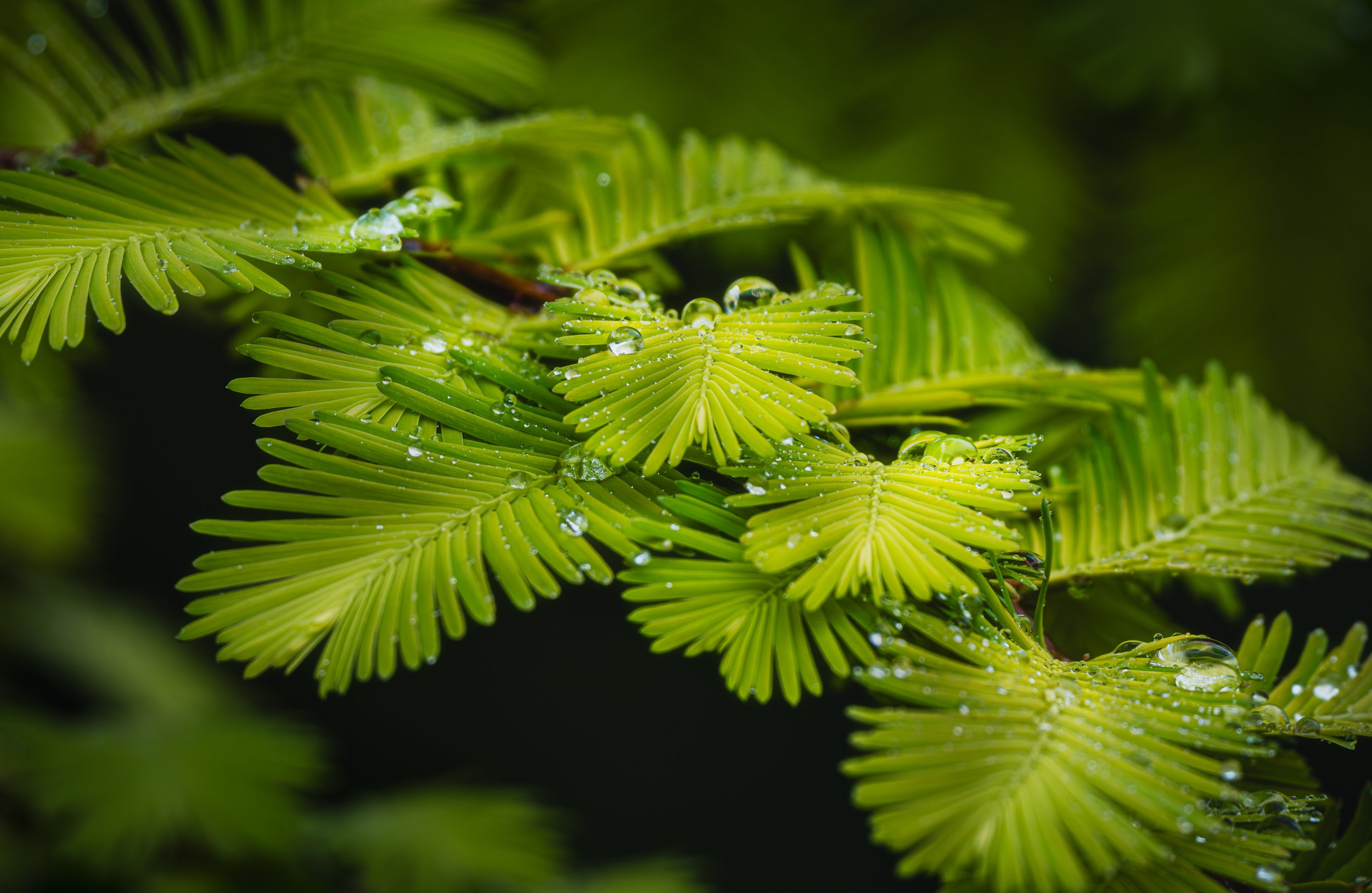 A String of Pearls — Study II