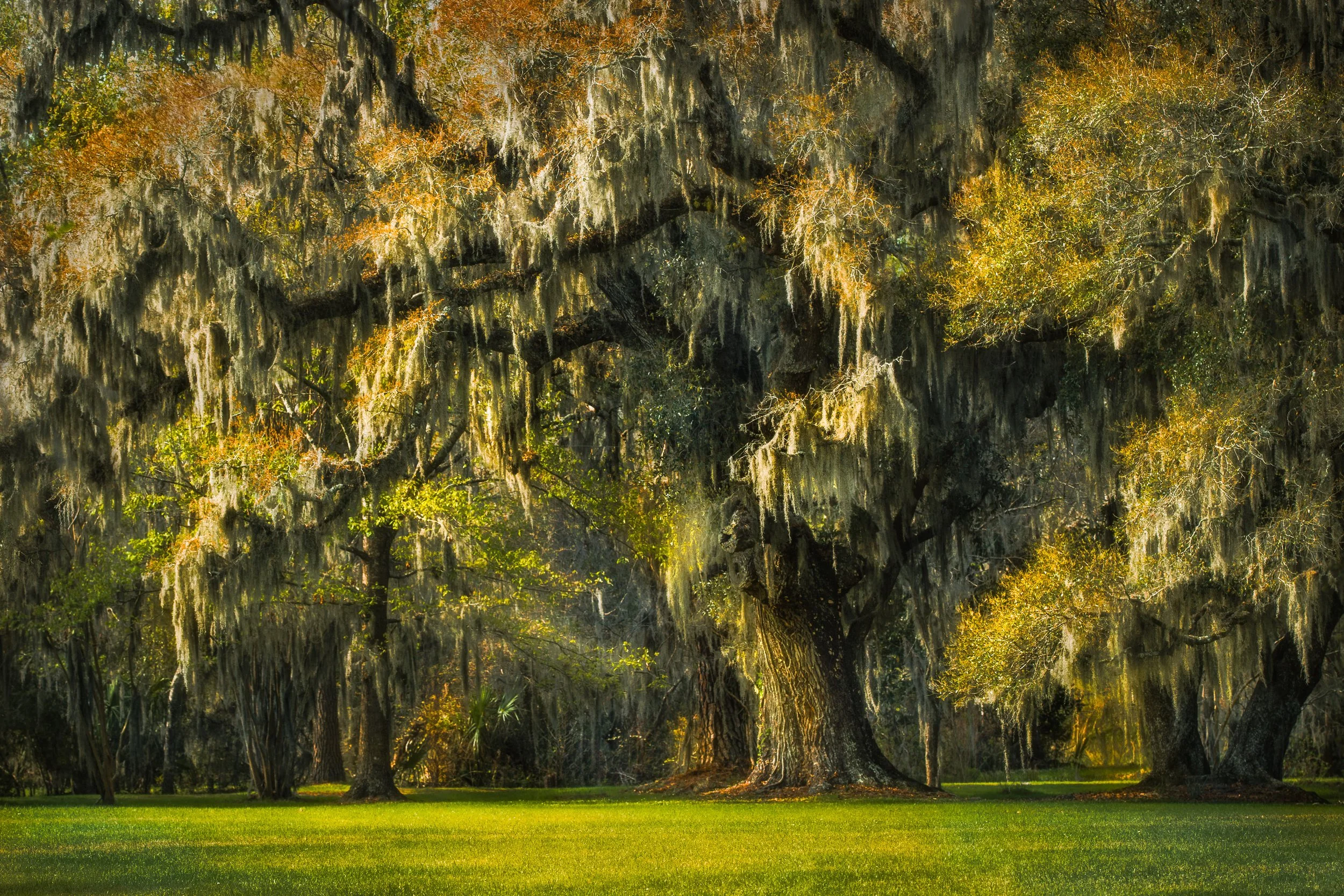 The Old Oaks