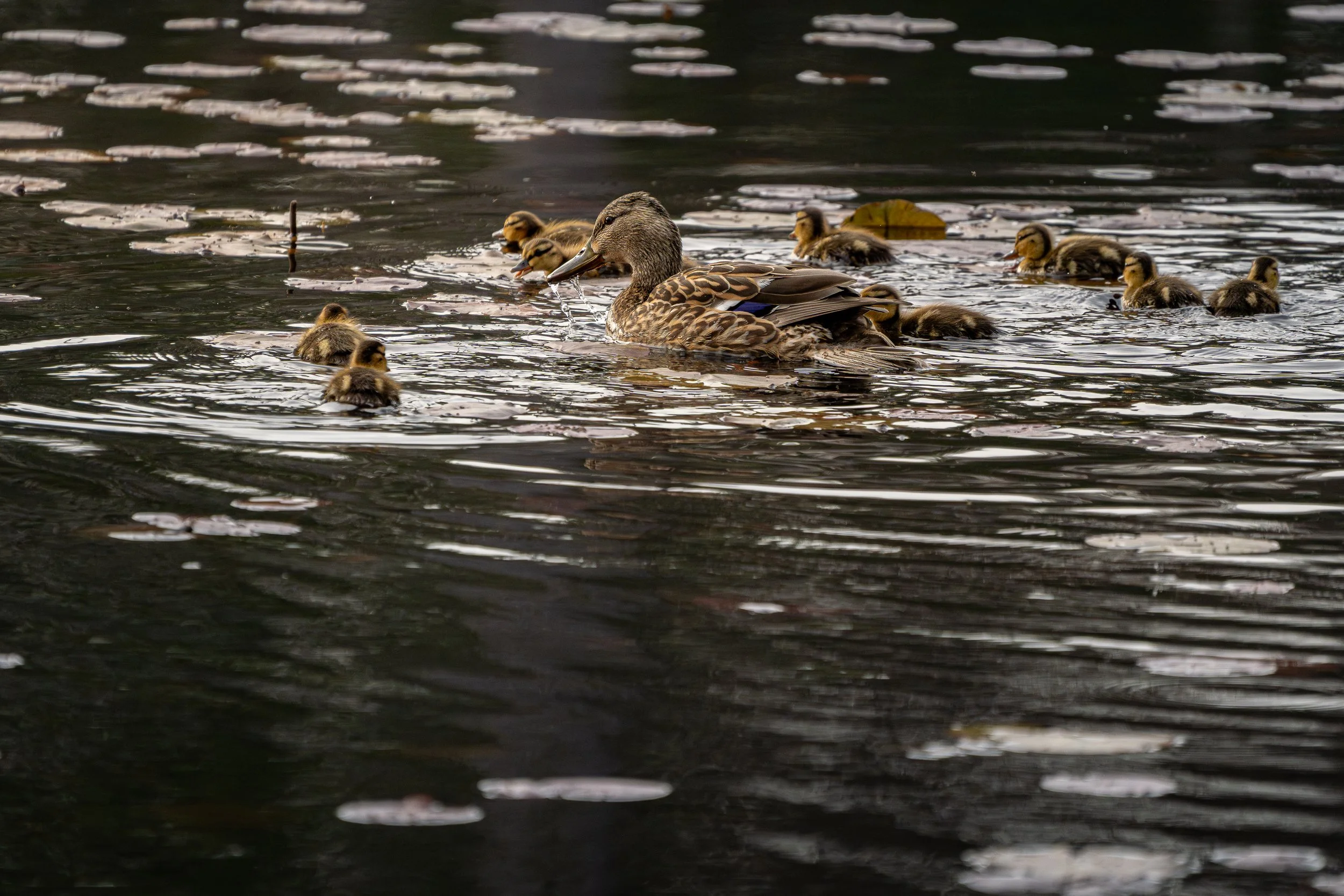 A Family Afloat