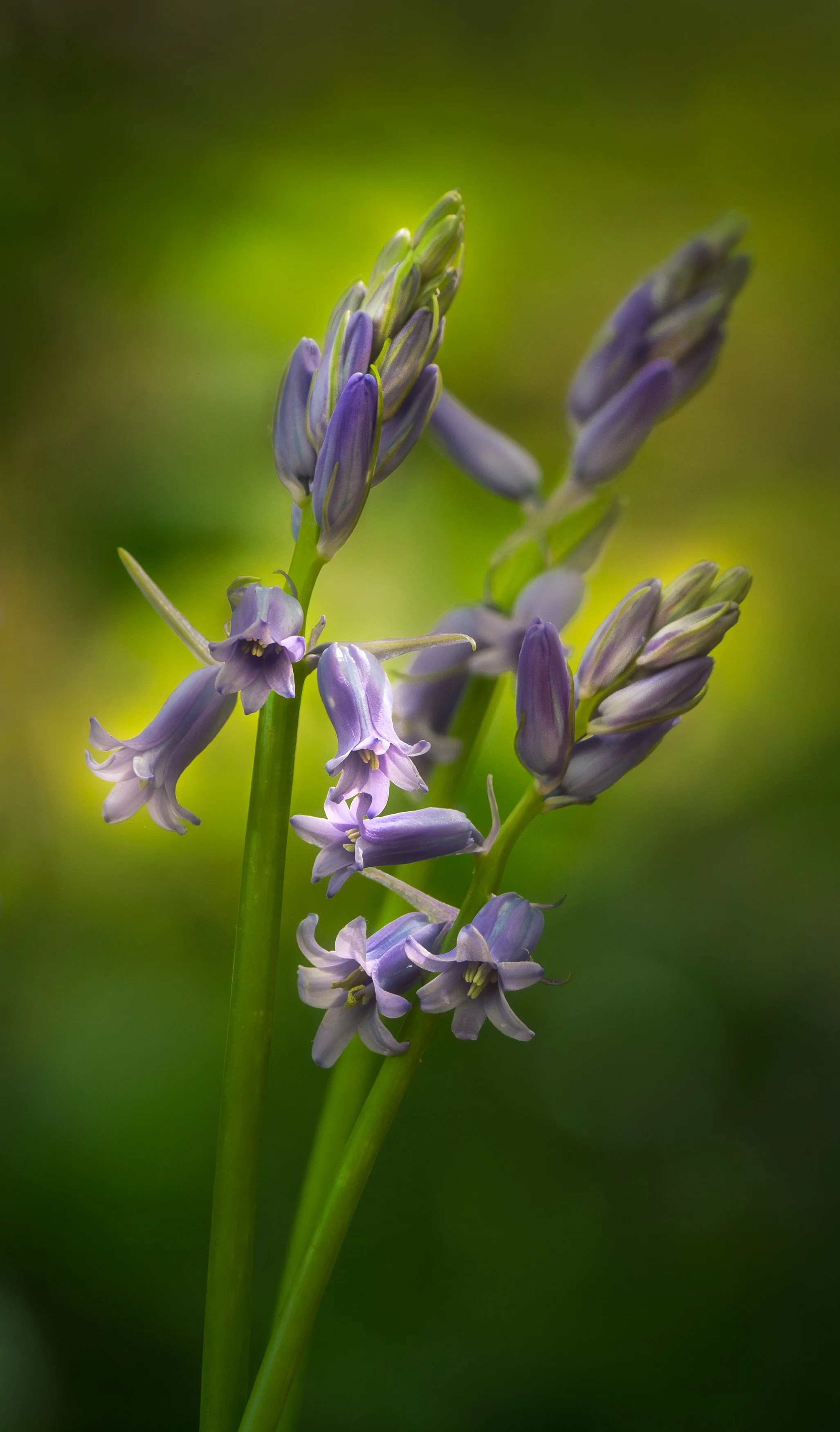 Good Morning Sunshine