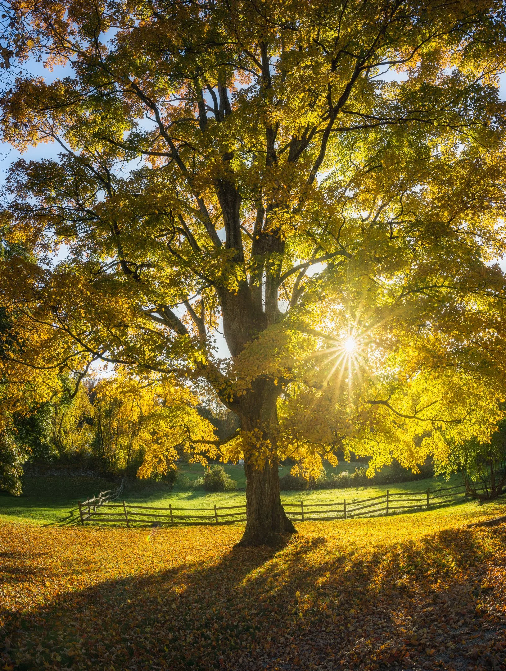 The Old Maple