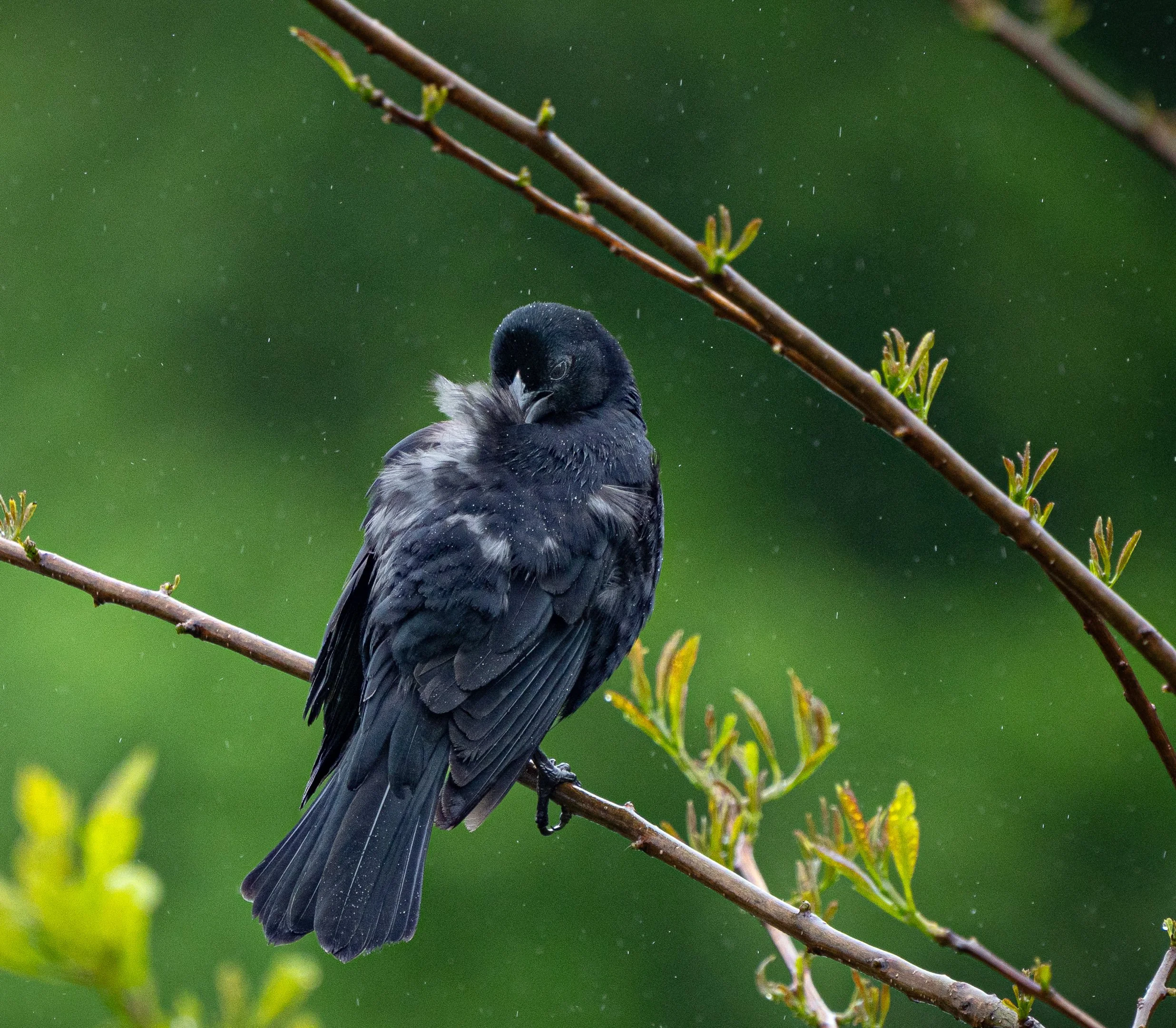 Shelter From the Rain.jpg