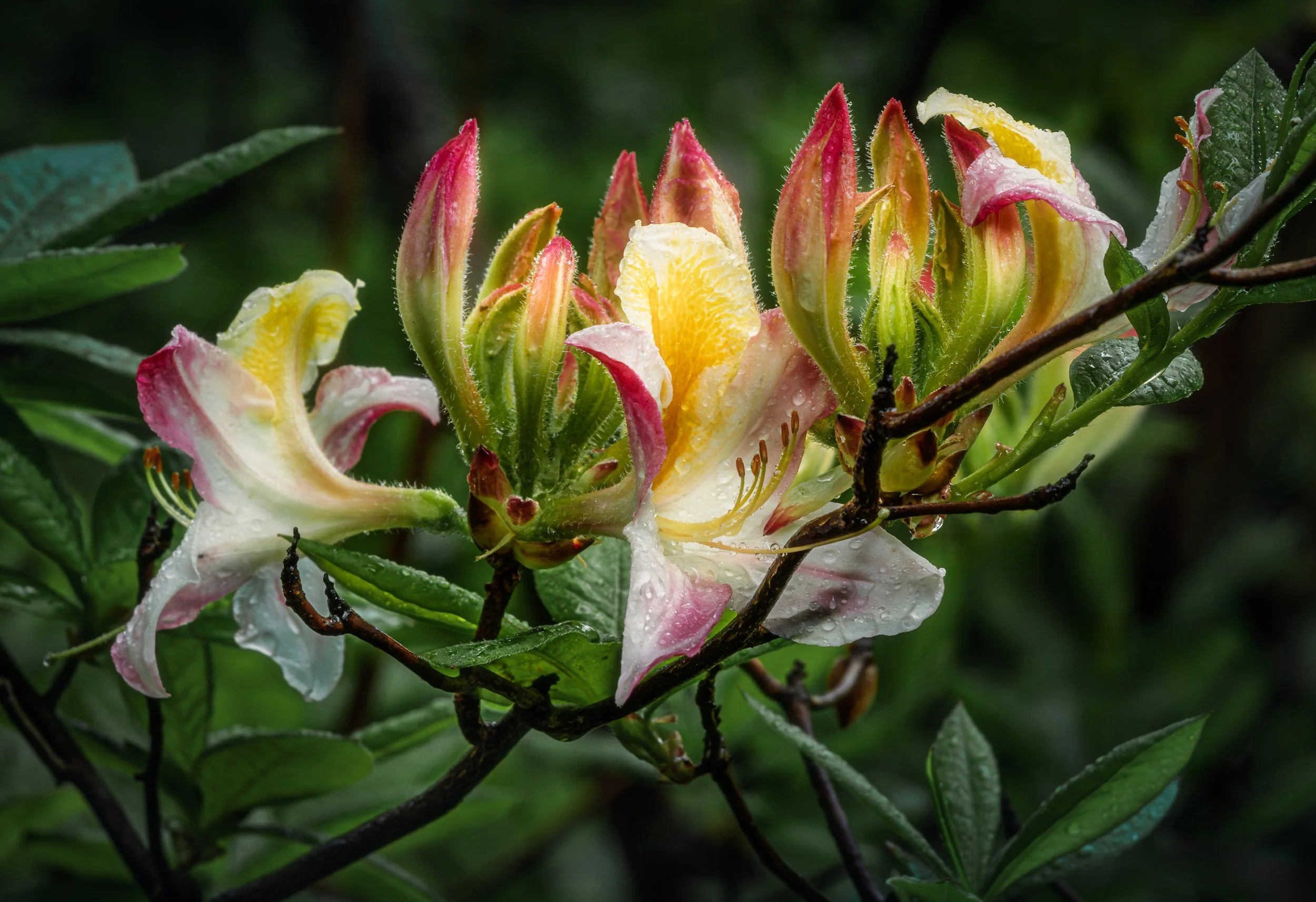 Spring Unfolding.jpg