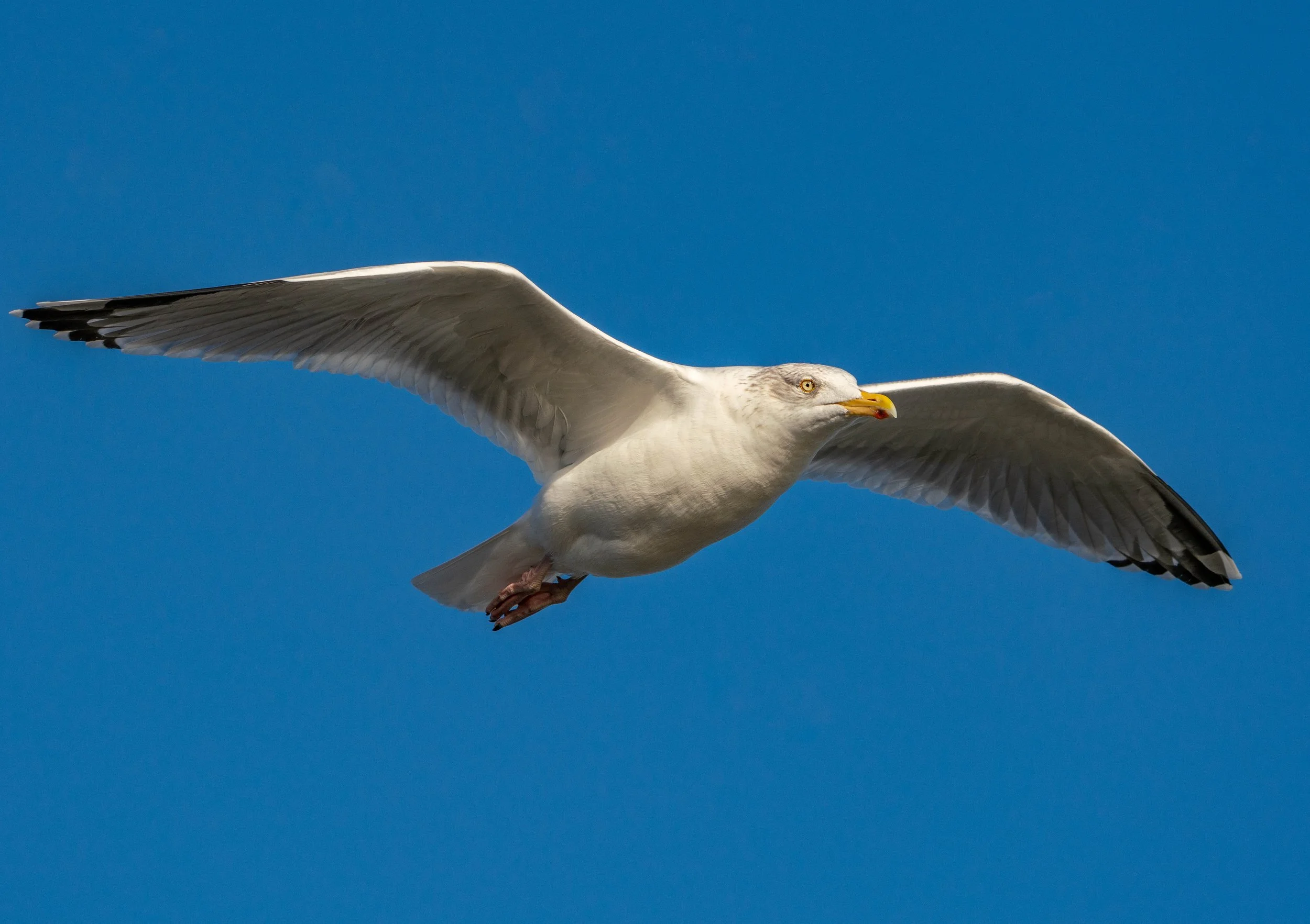 Gull in flight3.jpg