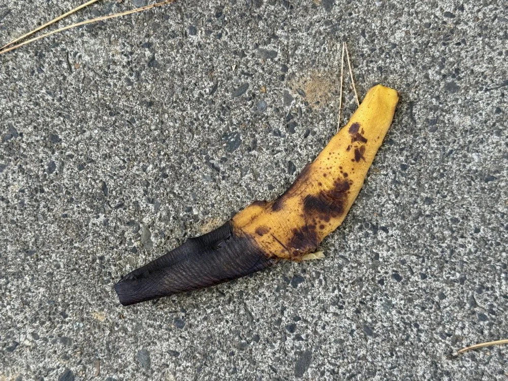 bannanas-twocolor.jpg