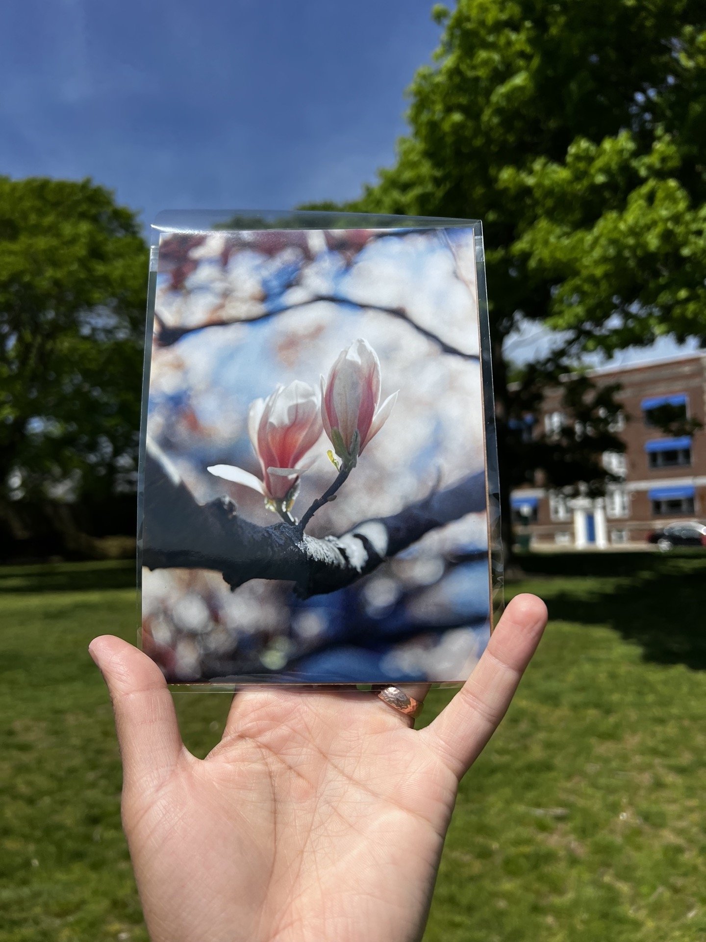 Magnolia