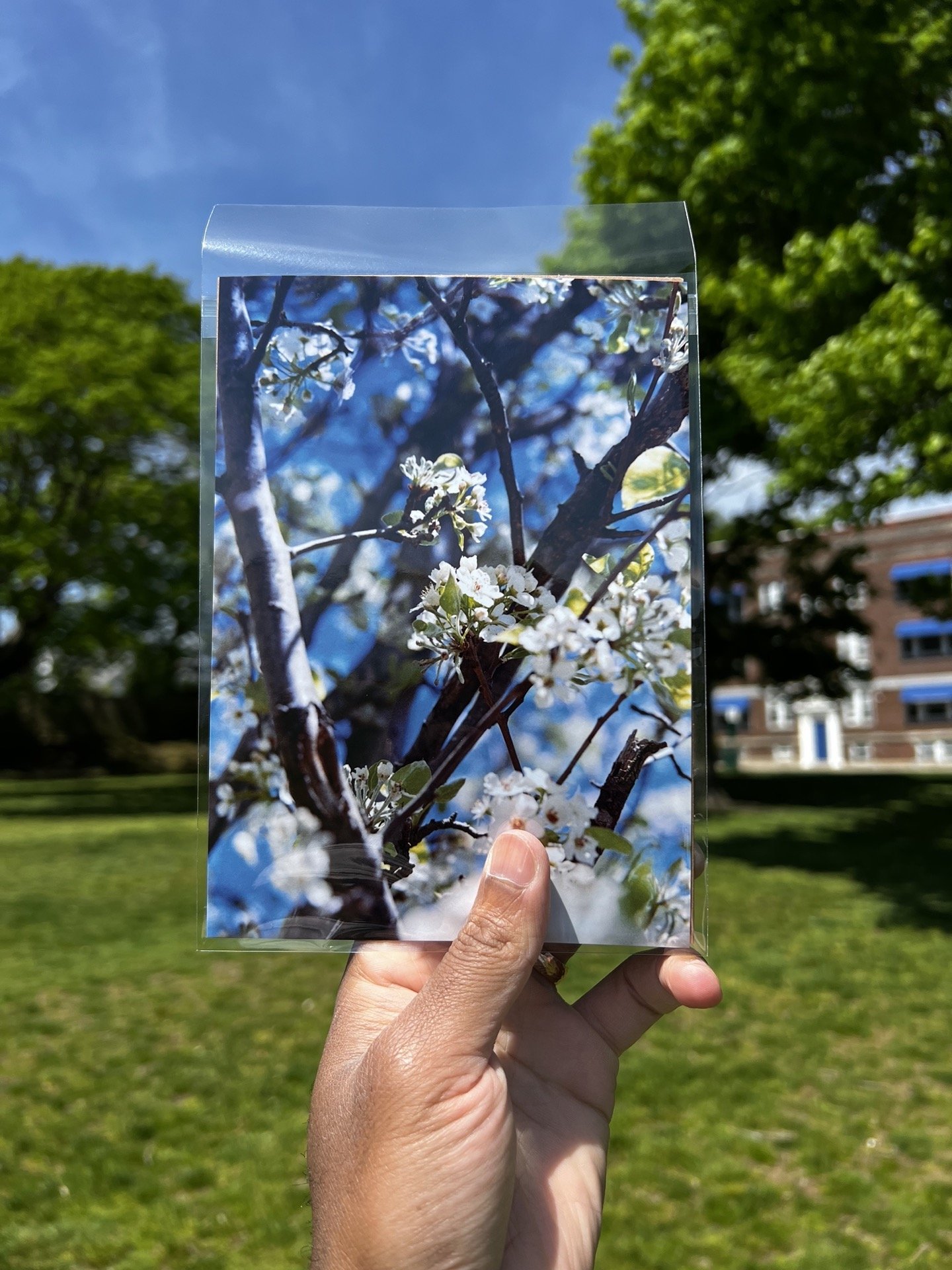 Cherry Blossoms