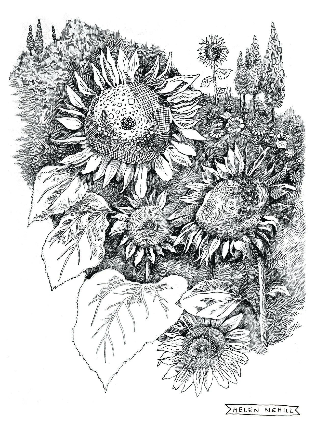 sunflowersblakcandwhitefinal copy web copy.jpg