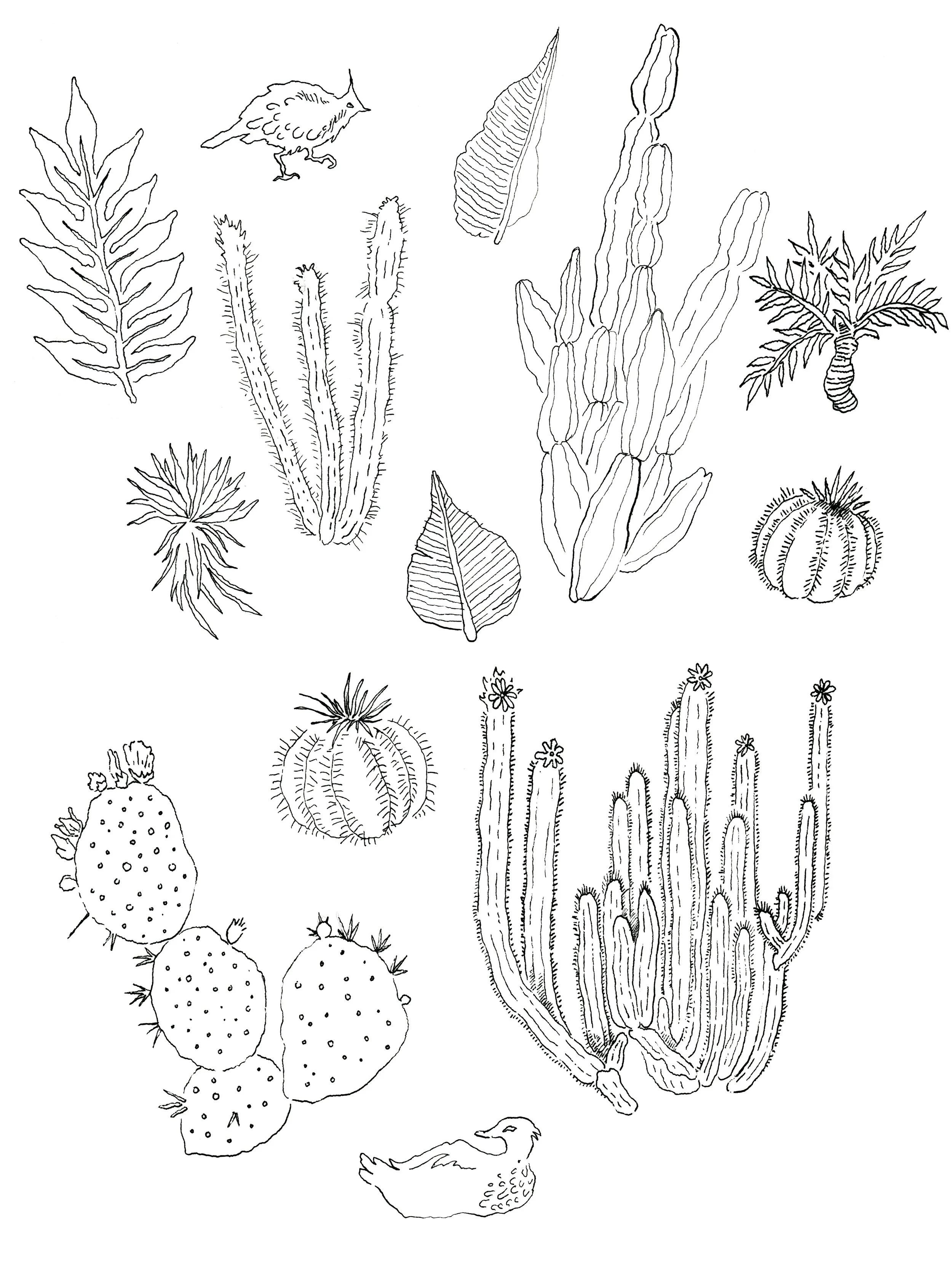 CACTI240 copy.jpg
