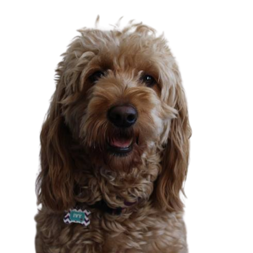 Ivy the studio dog