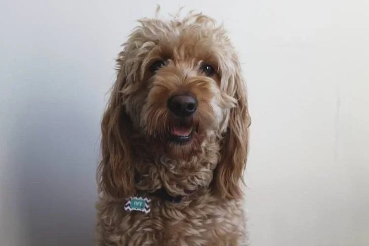 Ivy, KUUMA studio dog