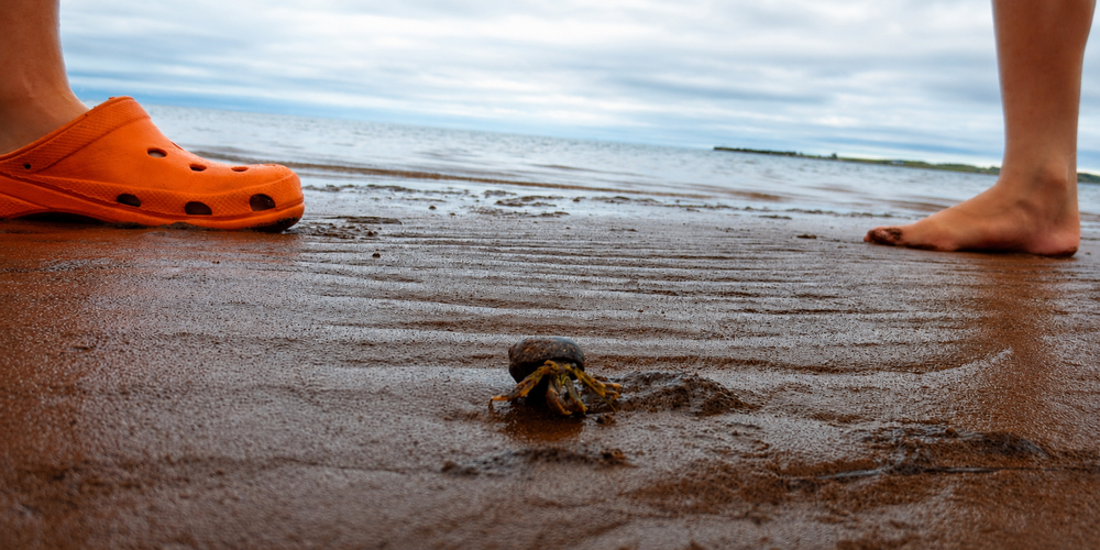 a playful day on the camp pagweak beach