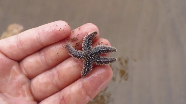 a tiny starfish found at low tide, held in an open palm
