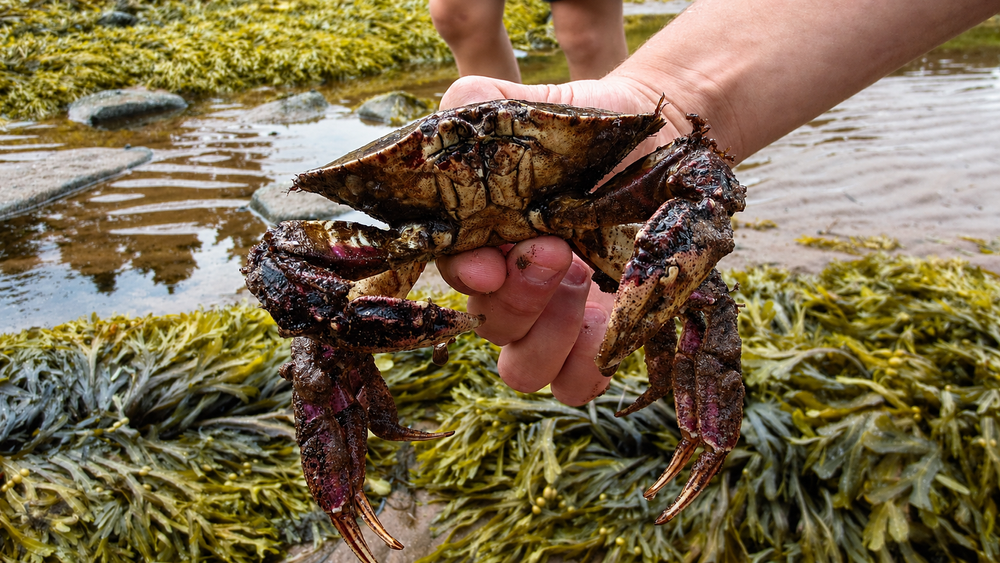a small crab found along the pugwash shoreline