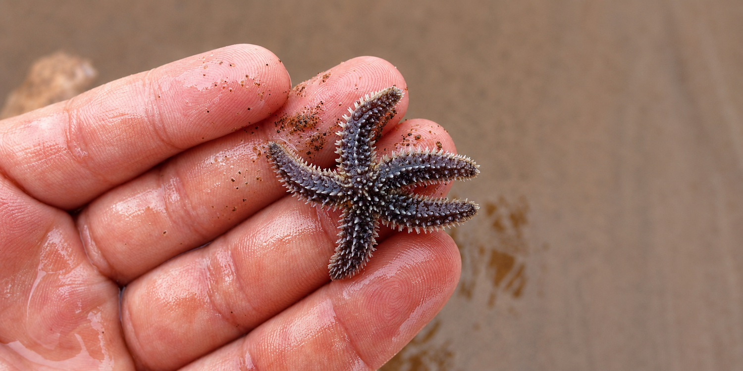 a tiny starfish discovered at low tide