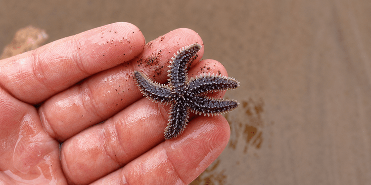 a tiny starfish found at low tide, held in an open palm