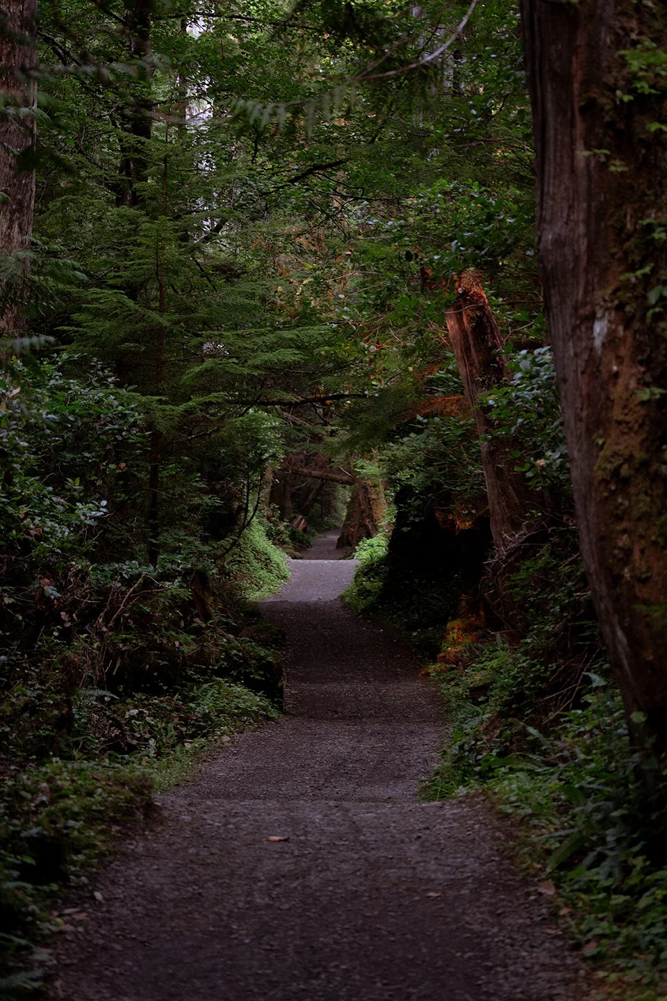 san-josef-bay-vancouver-island-ula-kaniuch-04308.jpg