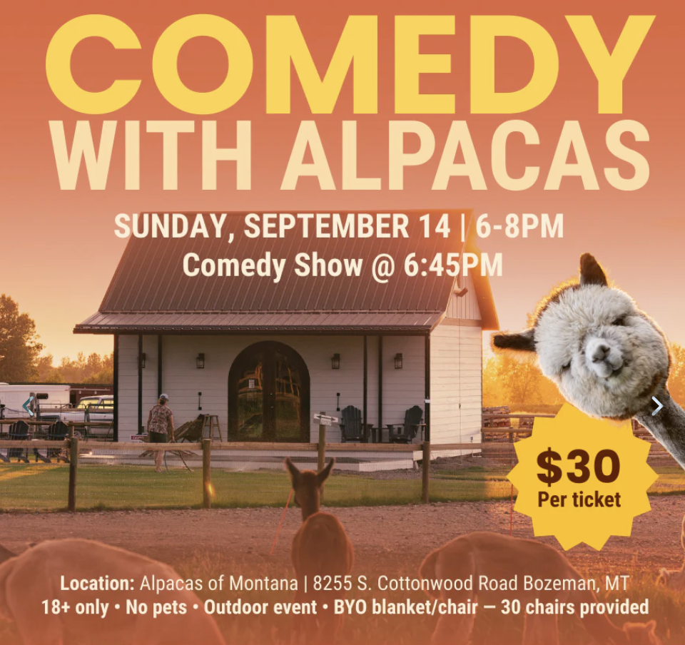 Comedy with Alpacas