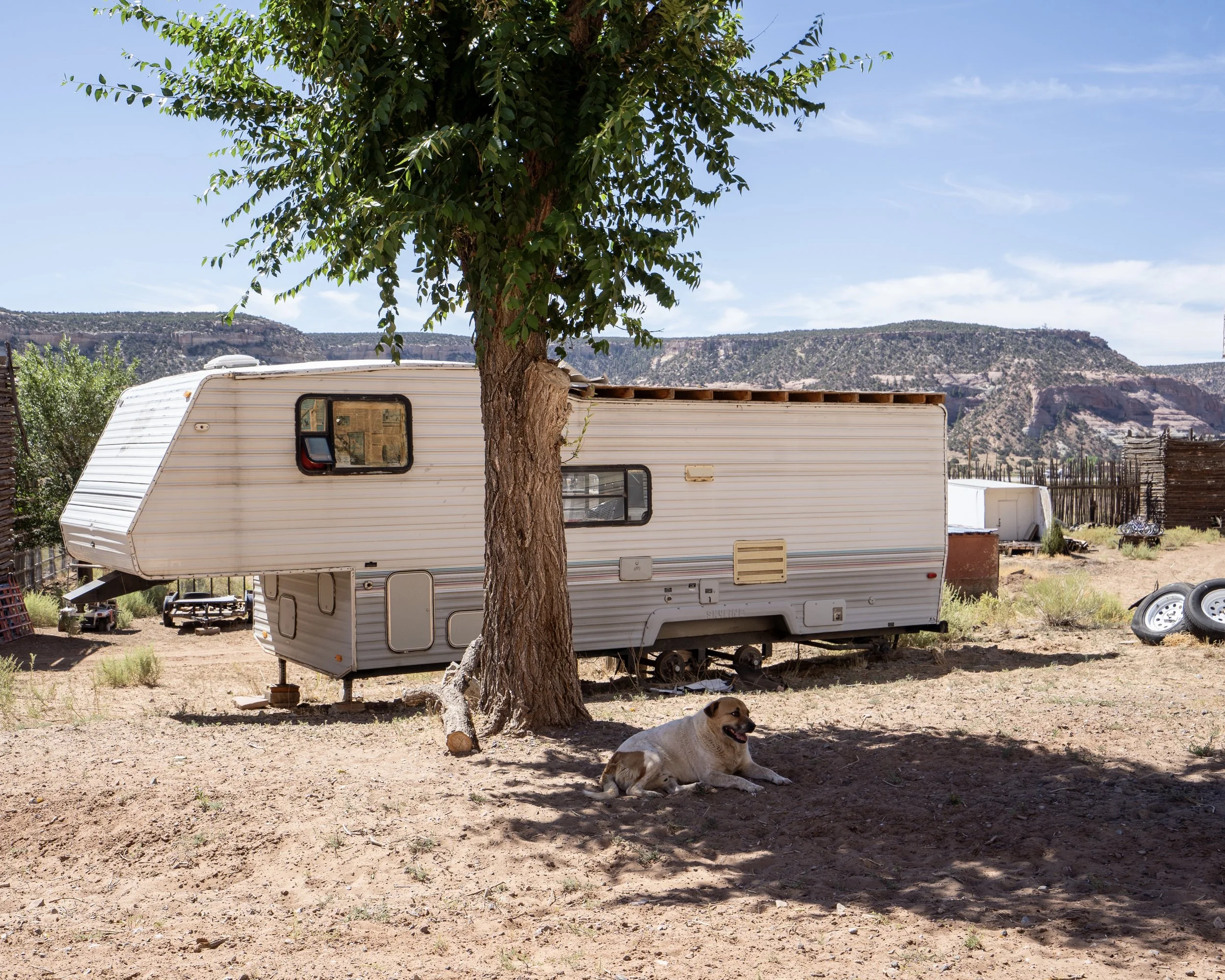 Desert Dog, AZ