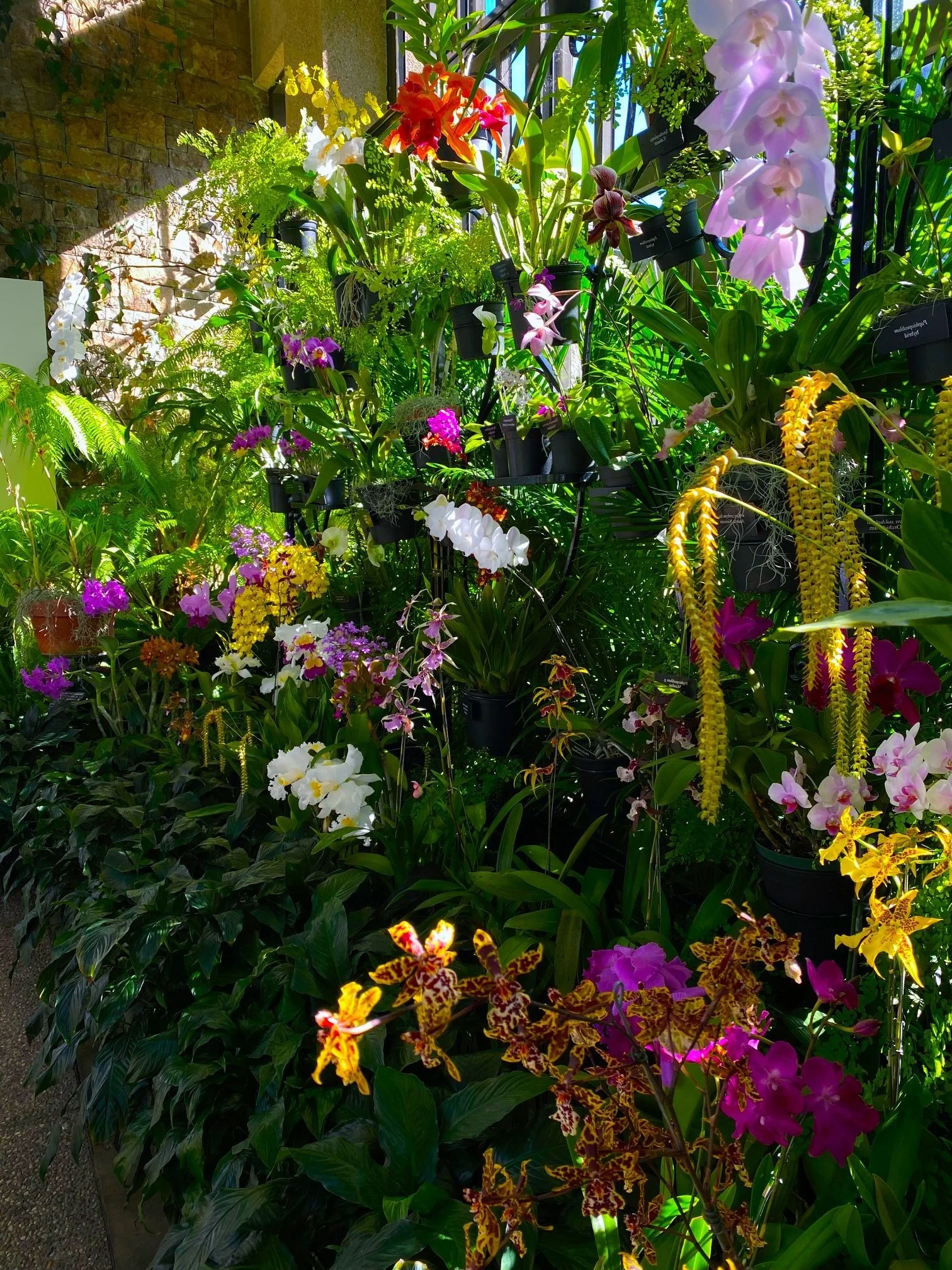A vibrant display of various colorful orchids and lush green foliage arranged on shelves near a window with sunlight streaming in.