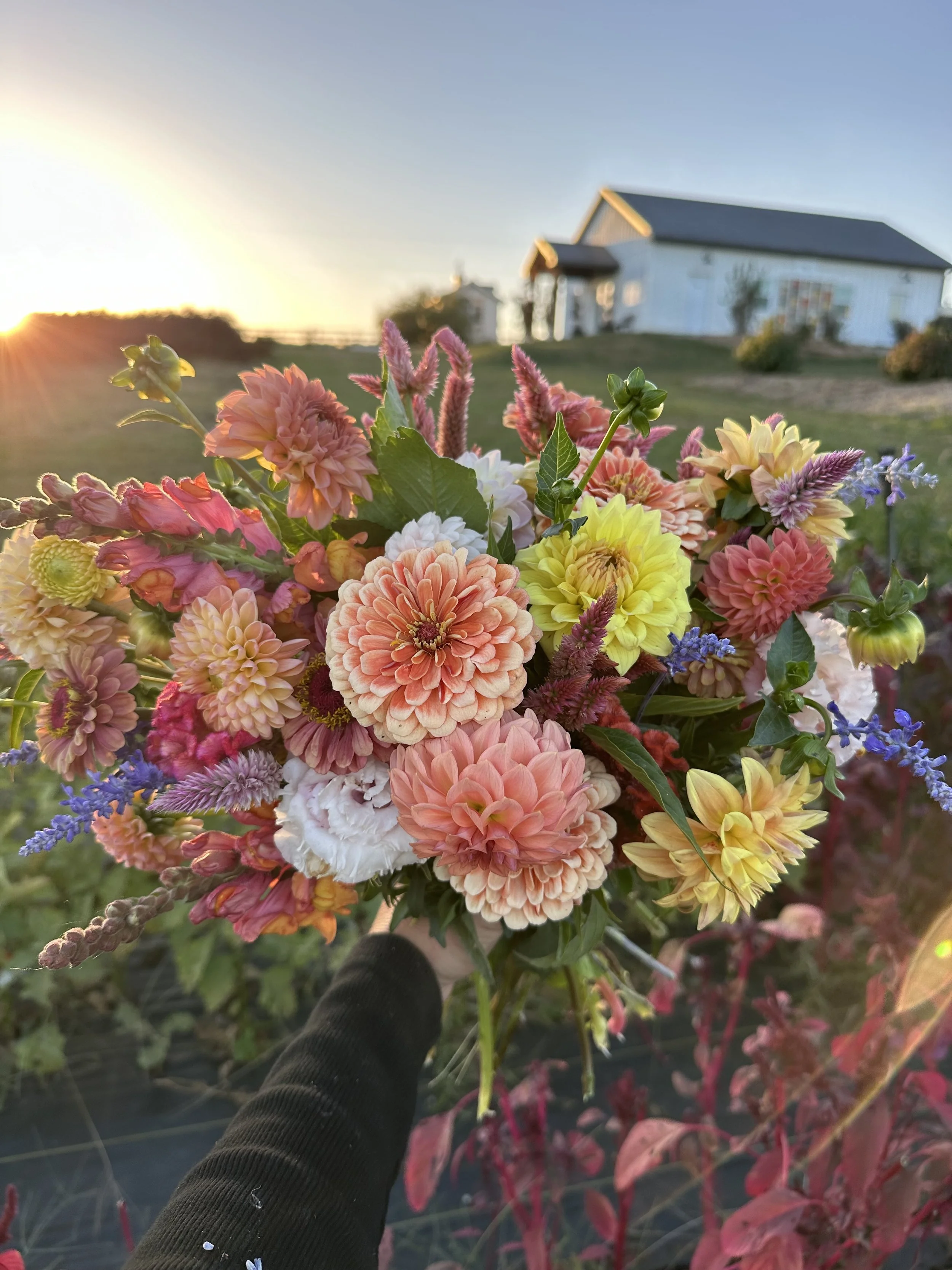PepperHarrow Flower Farm