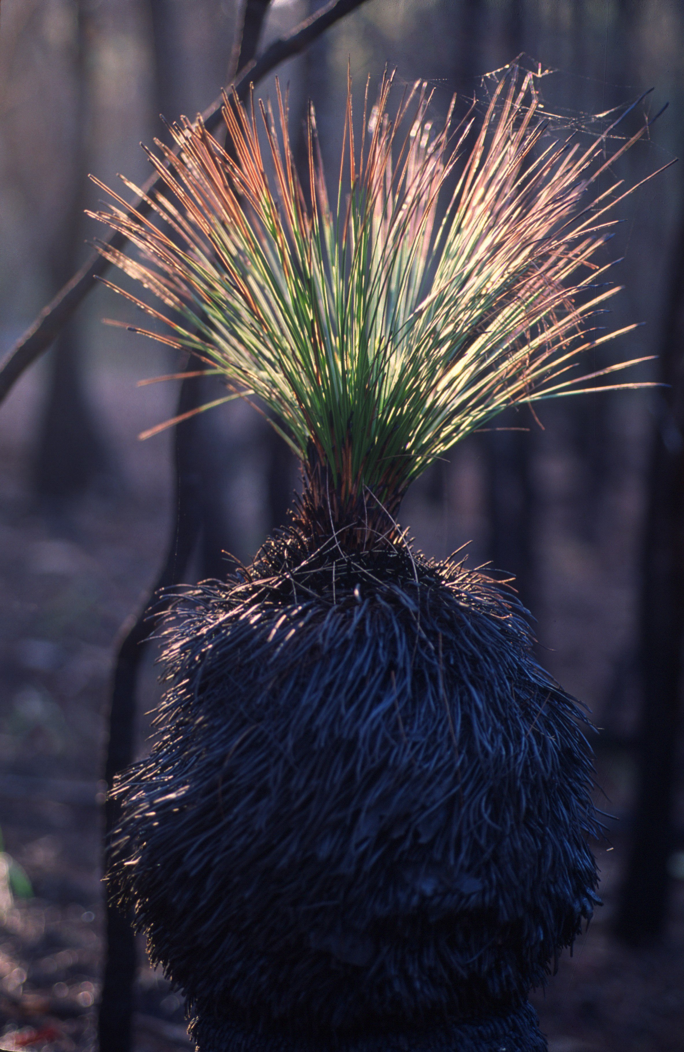 ASH WEDNESDAY SERVICE