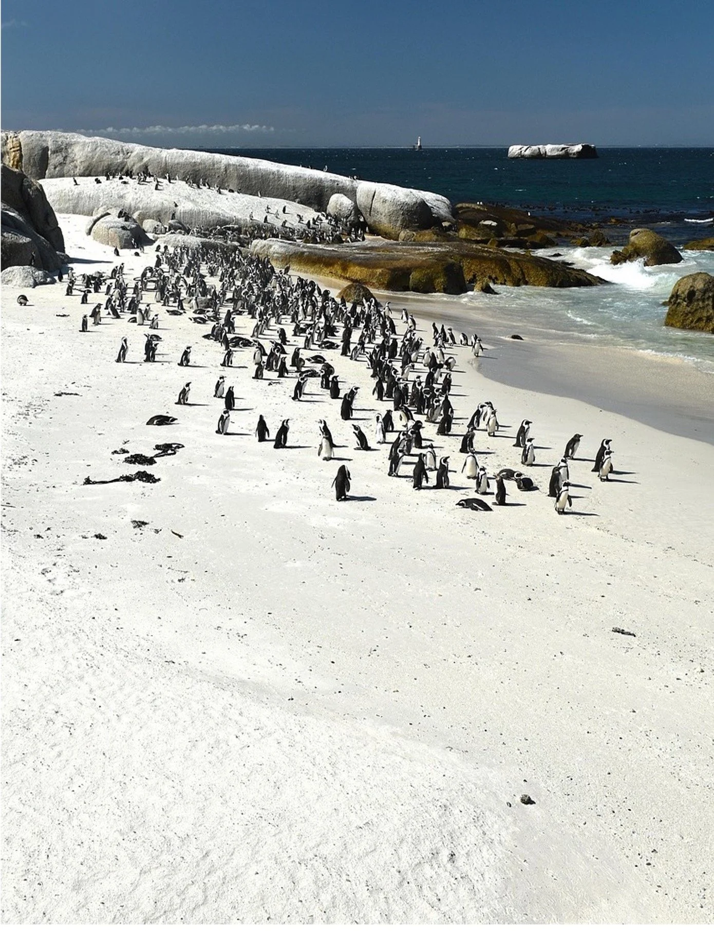 Hermanus - Pingviner, vithaj och valar