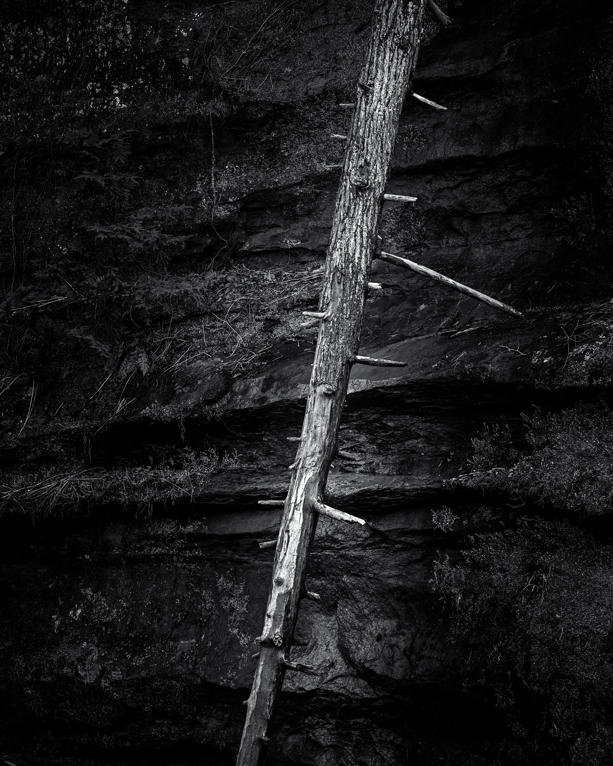 "Gorge Ladder"

Fallen tree trunk clings to edge of gorge wall along Old Man's Cave trail, Hocking Hills, Ohio.