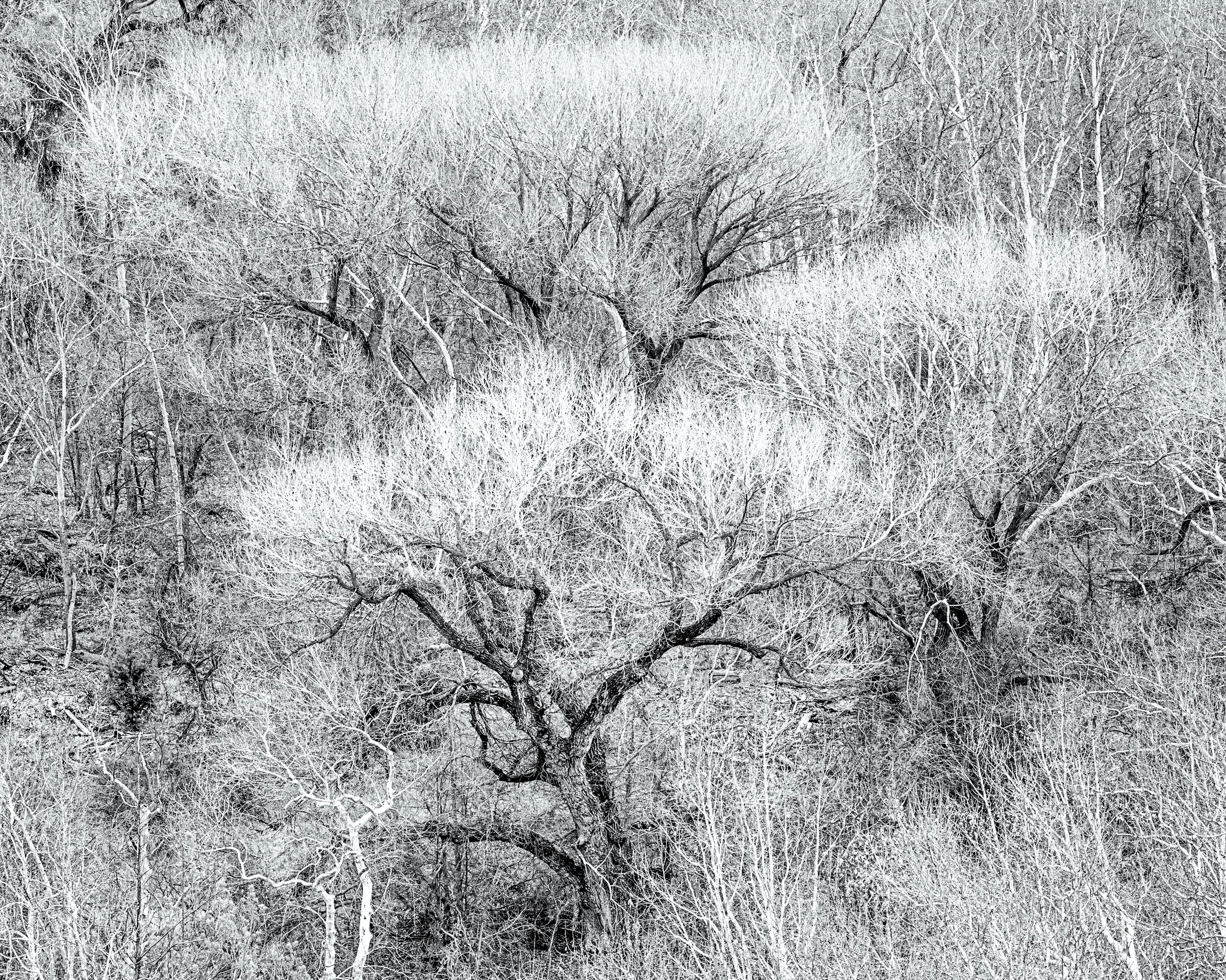 "Winter Cottonwoods"

Sedona Arizona