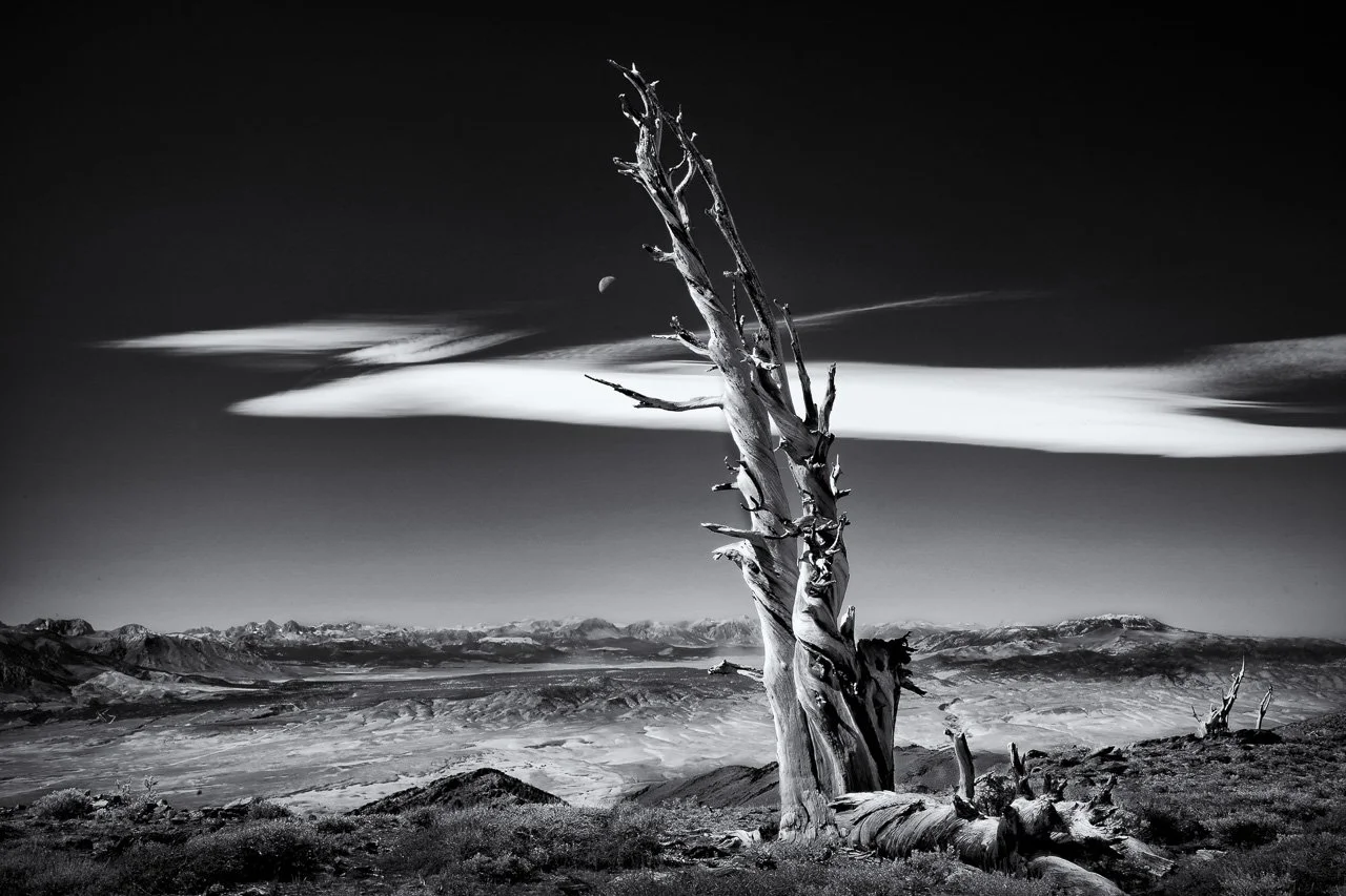 "Bristlecone Moon"

Bristlecone pine skeleton and moon, Ancient Bristlecone Forest.