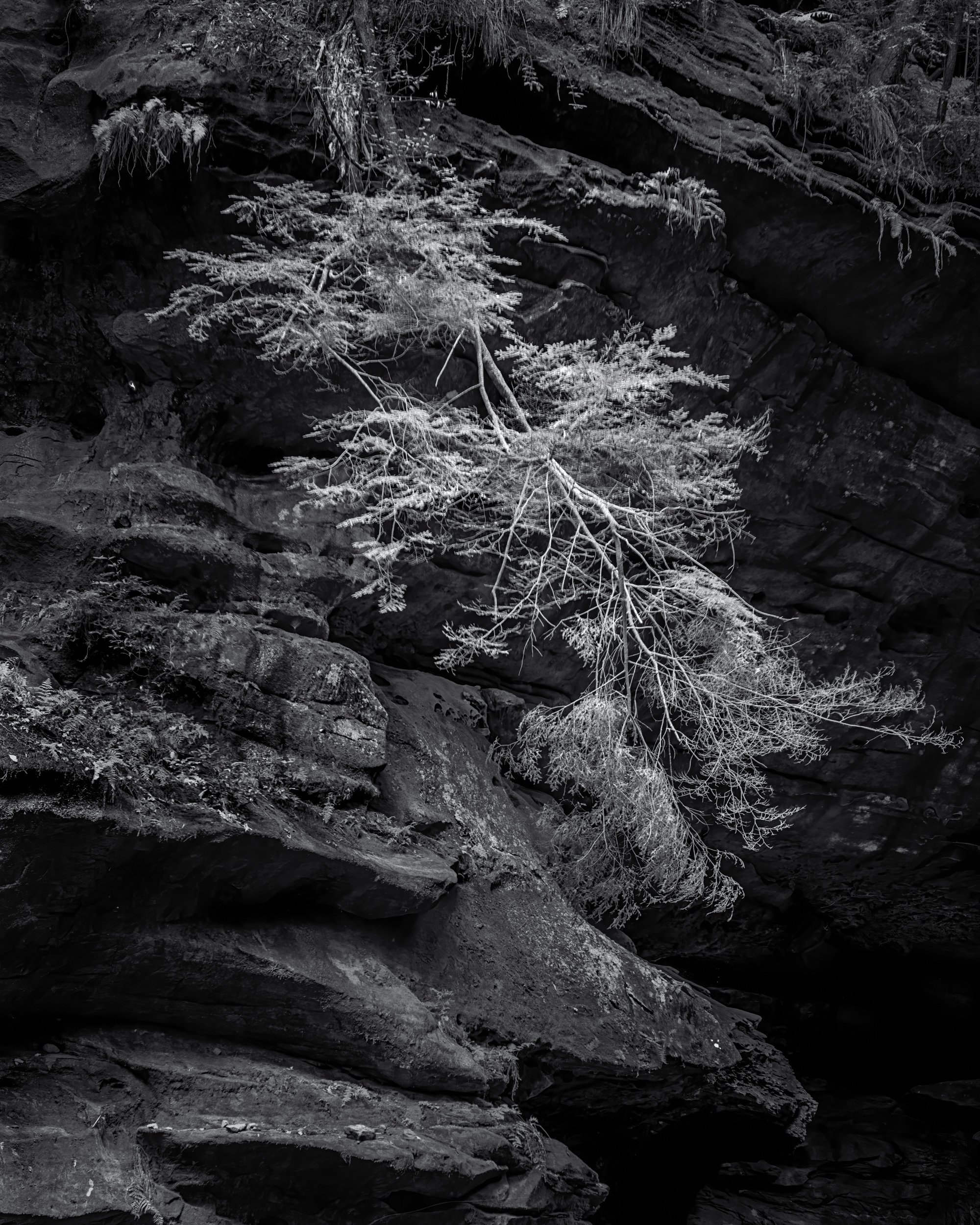 "Conkles Hollow Detail #4"

Conkles Hollow, Hocking Hills of Ohio