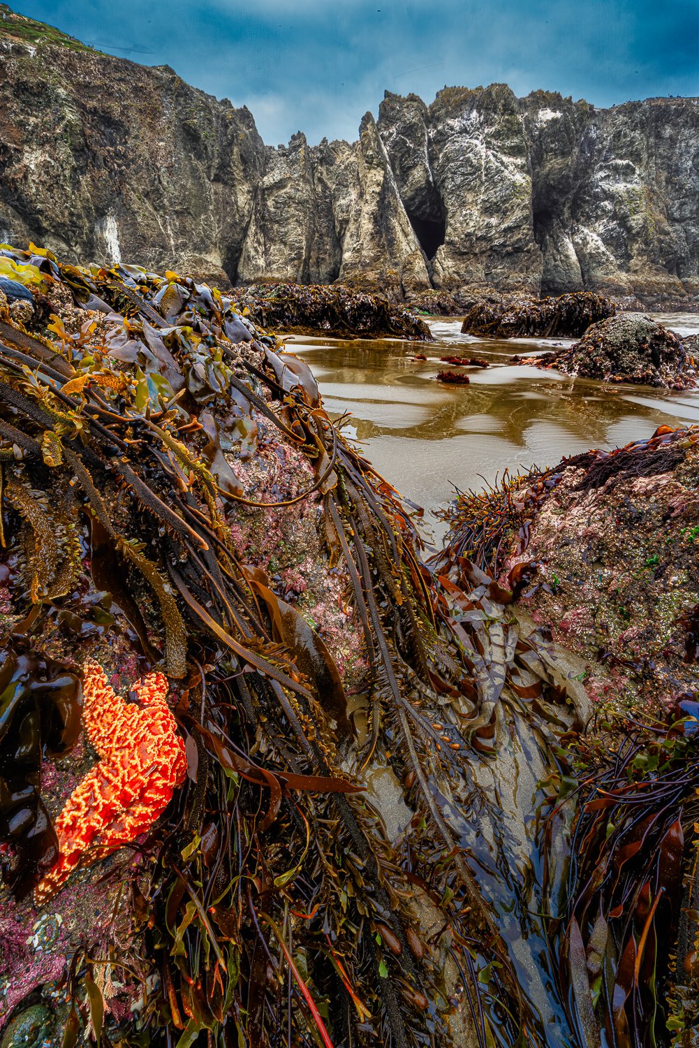 Rocky shoreline with seaweed and tide pools in front of large rock formations and cliffs under cloudy sky.
