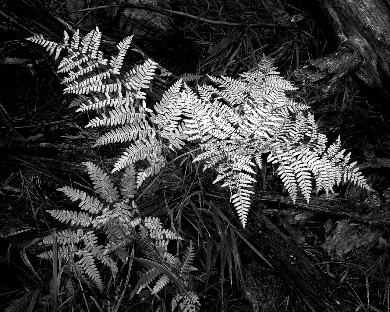 "Yosemite Ferns"

Fern on forest floor, Yosemite National Park
