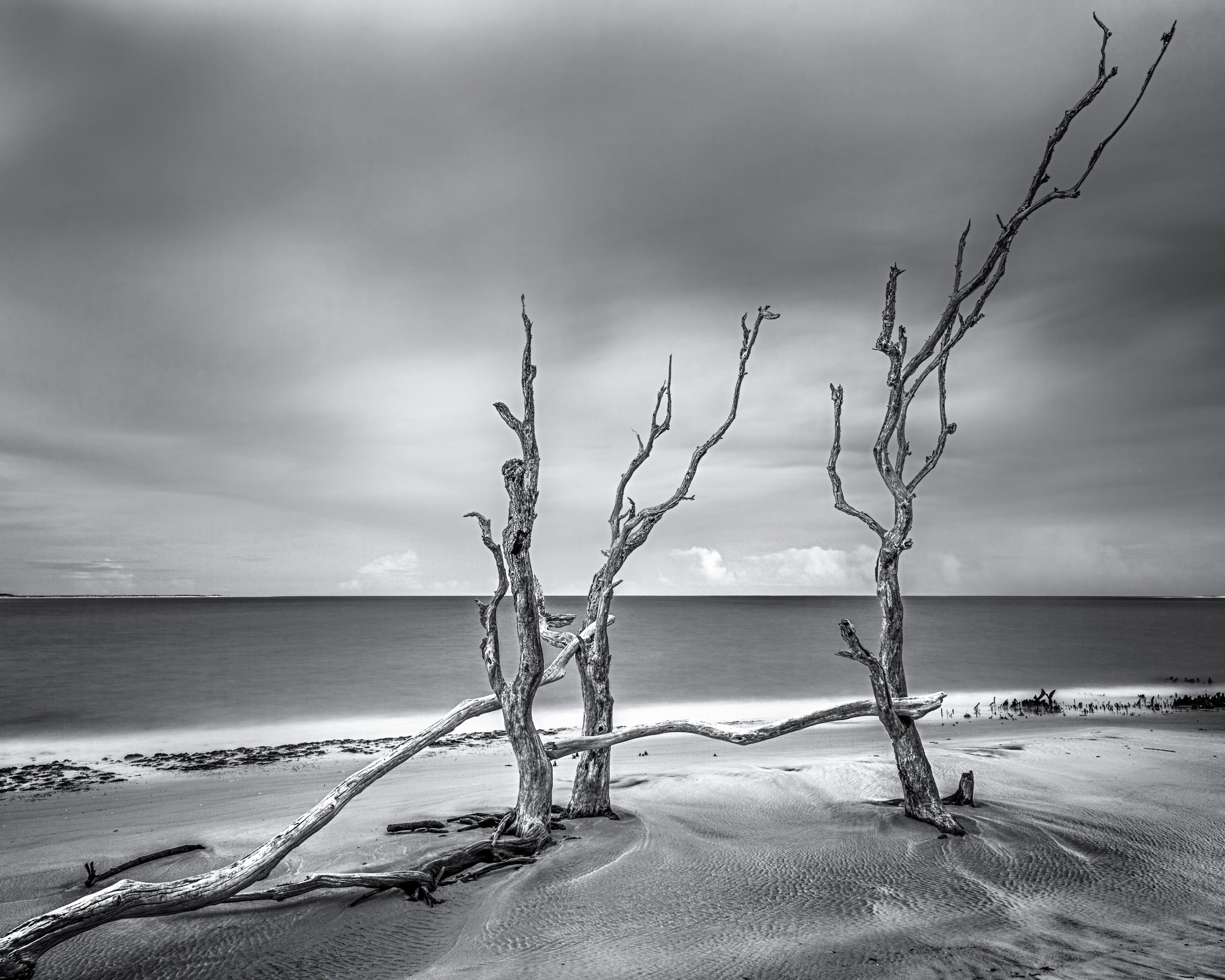 "Tree Skeletons"

Tree Skeletons on Beach of Big Talbot Island, Florida. Long exposure