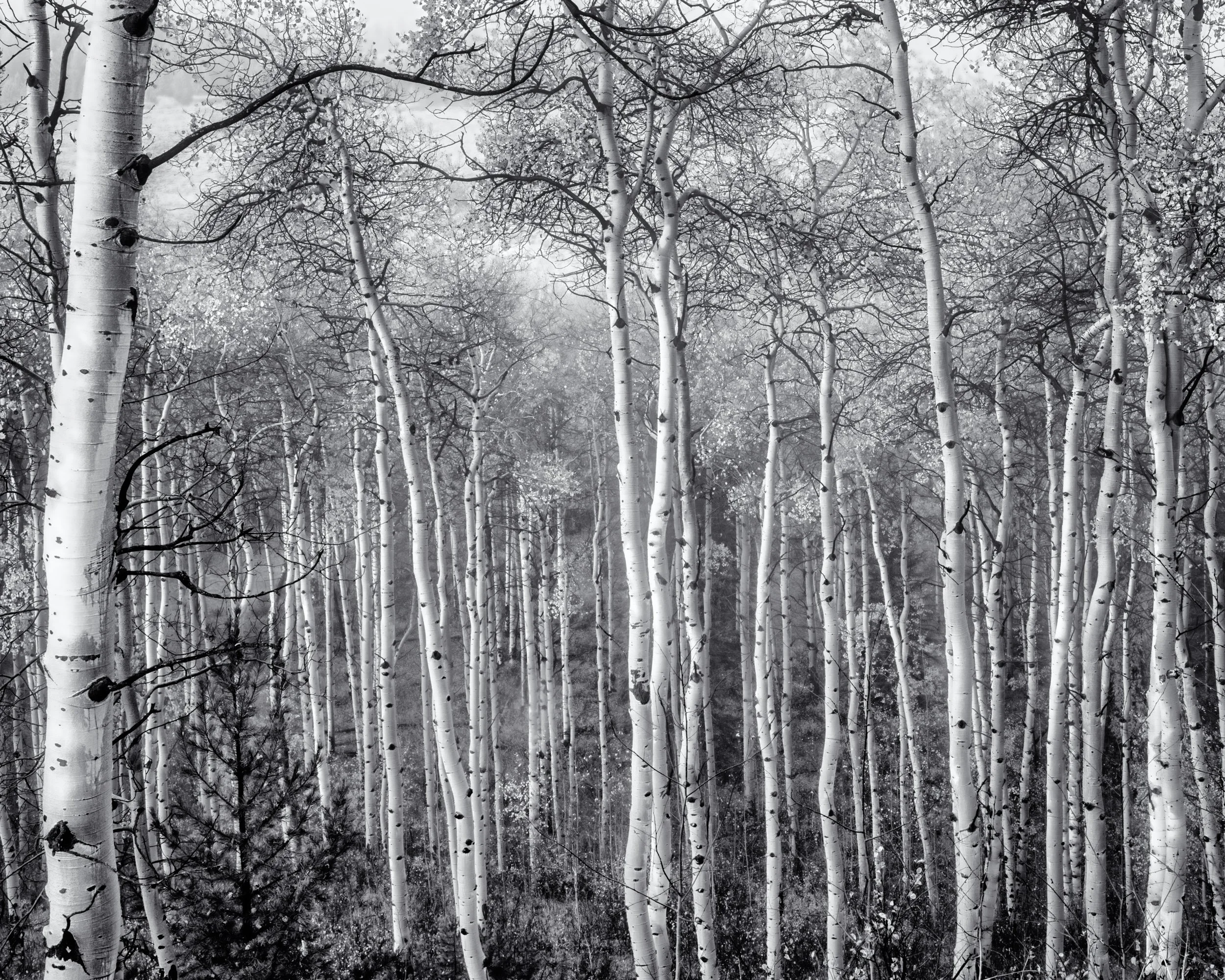 "Aspen Grove, Grand Teton National Park"
 
Late fall has stripped the remaining leaves of an Aspen grove.