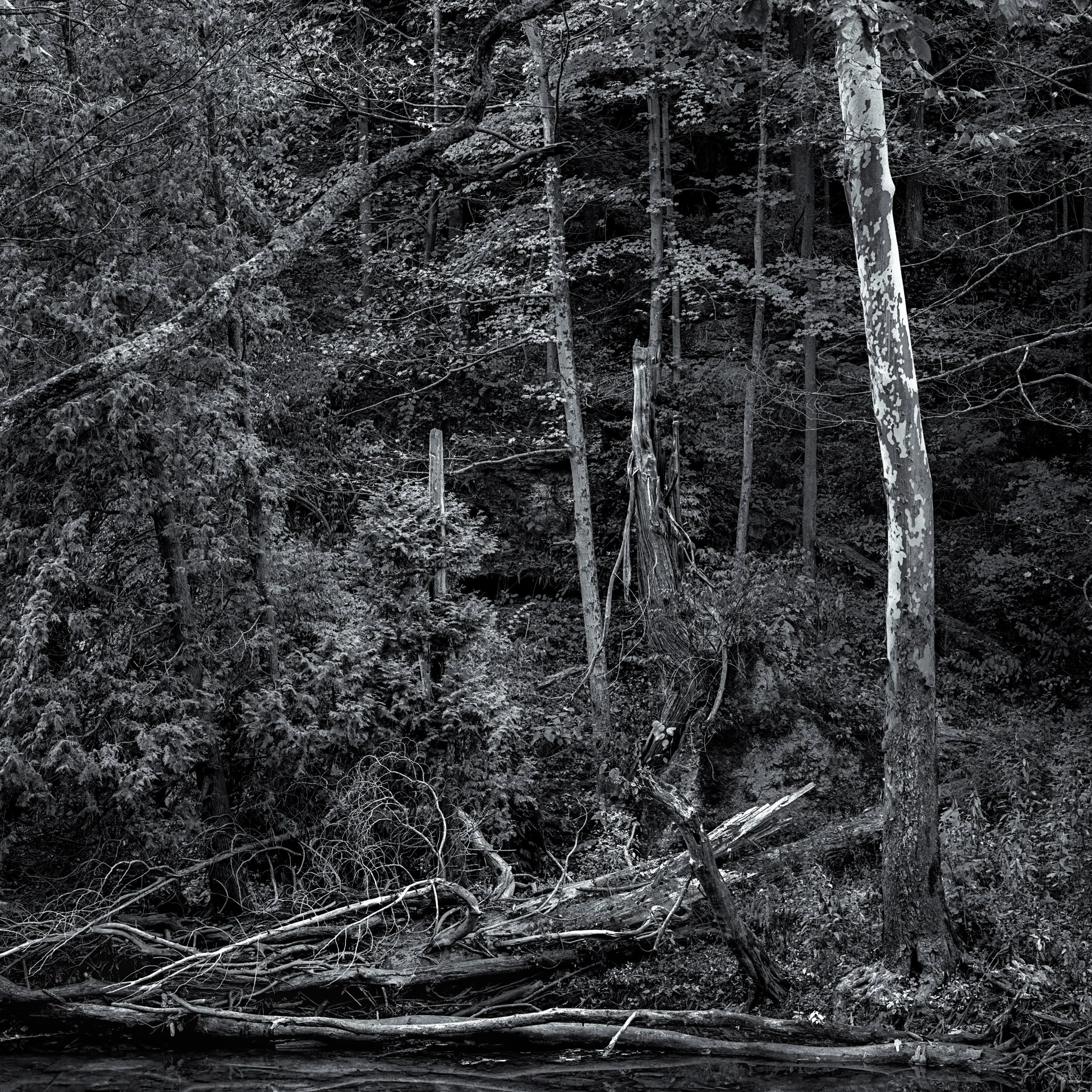 "What the River Forgot"

River's Edge, Clifton Gorge, Ohio
