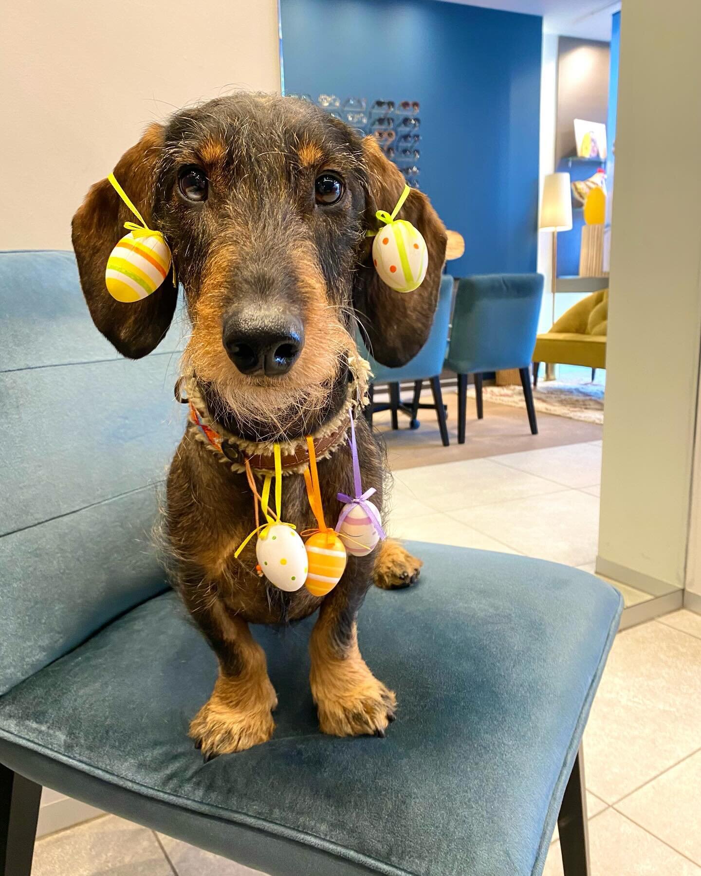 🐰 Happy Easter 🐣

🌷Wij wensen jullie heel fijne Paasdagen toe! 🐥🥚

Isabelle &amp; Philip &amp; Bibi 🐾

#optiekhuys #kortenberg #optiek #opticien #optician #eyewear #lunetier #lunettes #pasen #easter #p&acirc;ques #teckel #daschund