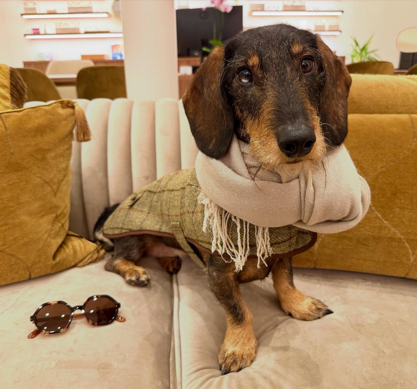 🧥 Warme jas ✔️
🧣 Sjaal ✔️
🥾 Stevige wandelpootjes 🐾 ✔️
🕶️ Zonnebril tegen de laaghangende zon ☀️ ✔️

🍁 Bibi is alvast helemaal klaar voor een herfstwandeling dit weekend 🍂☕️🍪

Fijn (verlengd) weekend,
Isabelle &amp; Philip &amp; Bibi 🐾

#opt