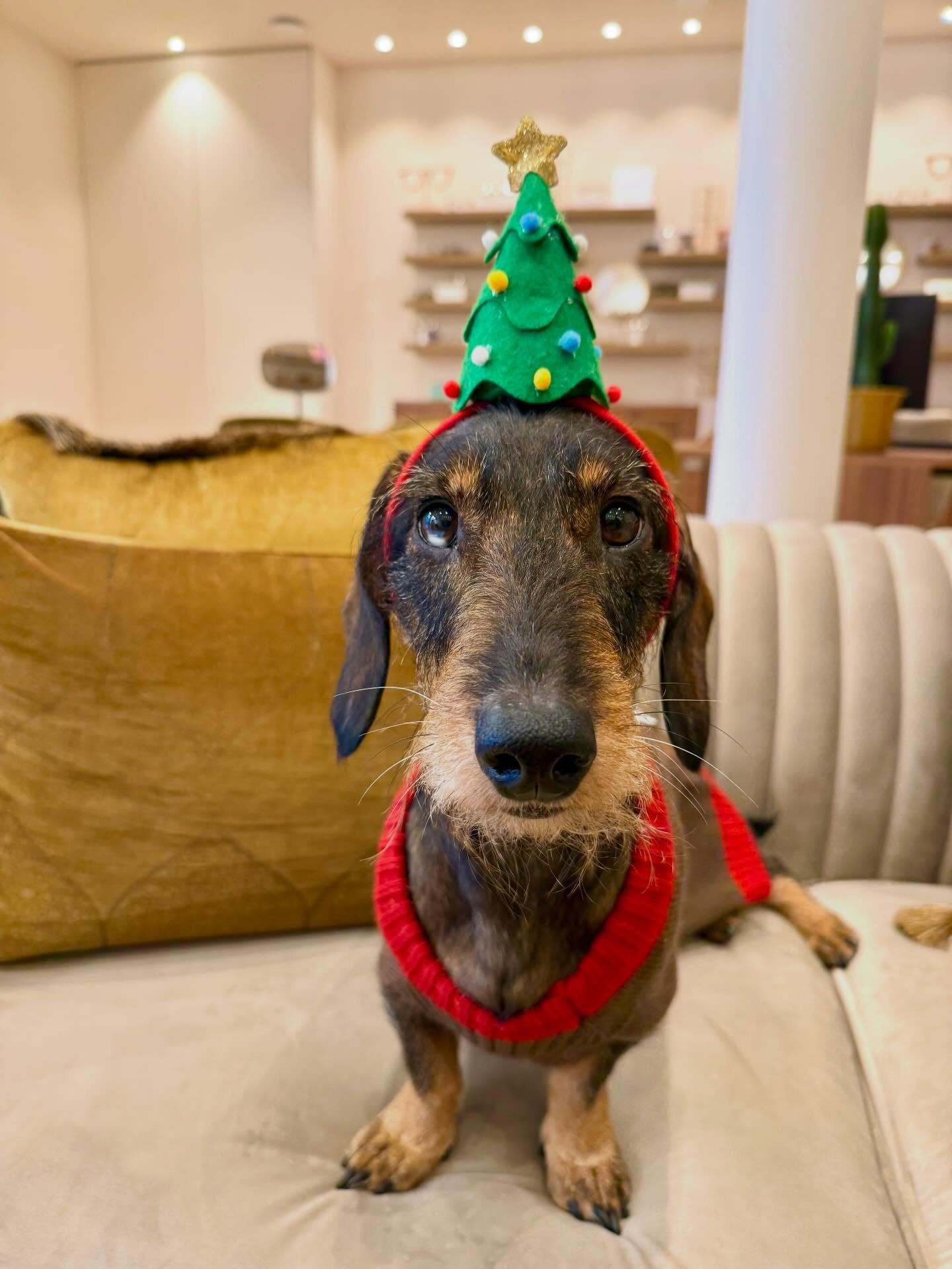 🎄✨ Wij wensen jullie warme, gezellige en fijne Kerstdagen toe!! 🛷☃️🥂

Isabelle &amp; Philip &amp; Bibi 🐾

#optiekhuys #kortenberg #opticien #kerstmis #christmas
