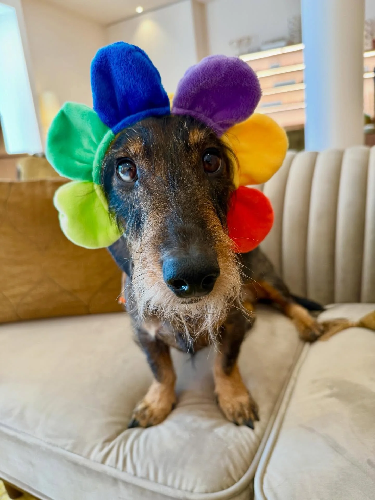 🐰 Spring is in the air 🎶🌷

👉 Wij gaan er eventjes tussenuit en zijn daarom gesloten van vrijdag 3 april tot en met woensdag 8 april.
👓🕶️ Wij zijn terug geopend vanaf donderdag 9 april.

👀 Bestellingen voor contactlenzen kunnen jullie zoals gew