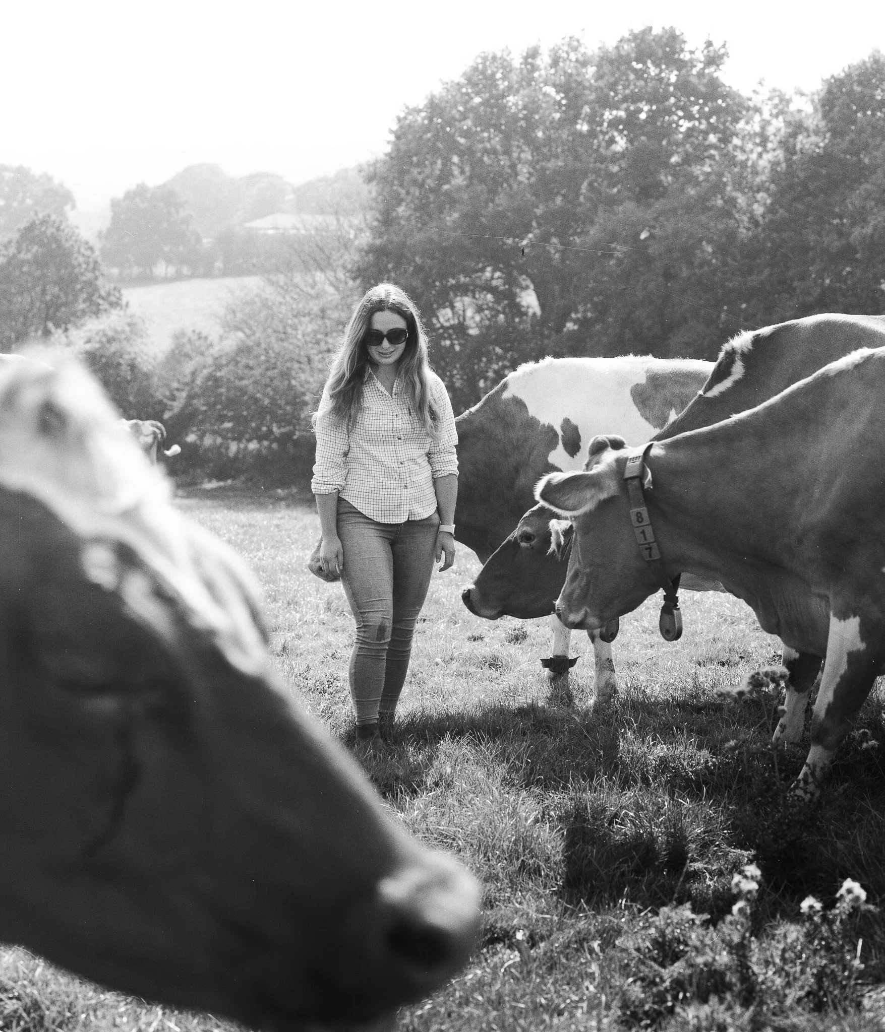 003HINXDON_DAIRY_.jpg
