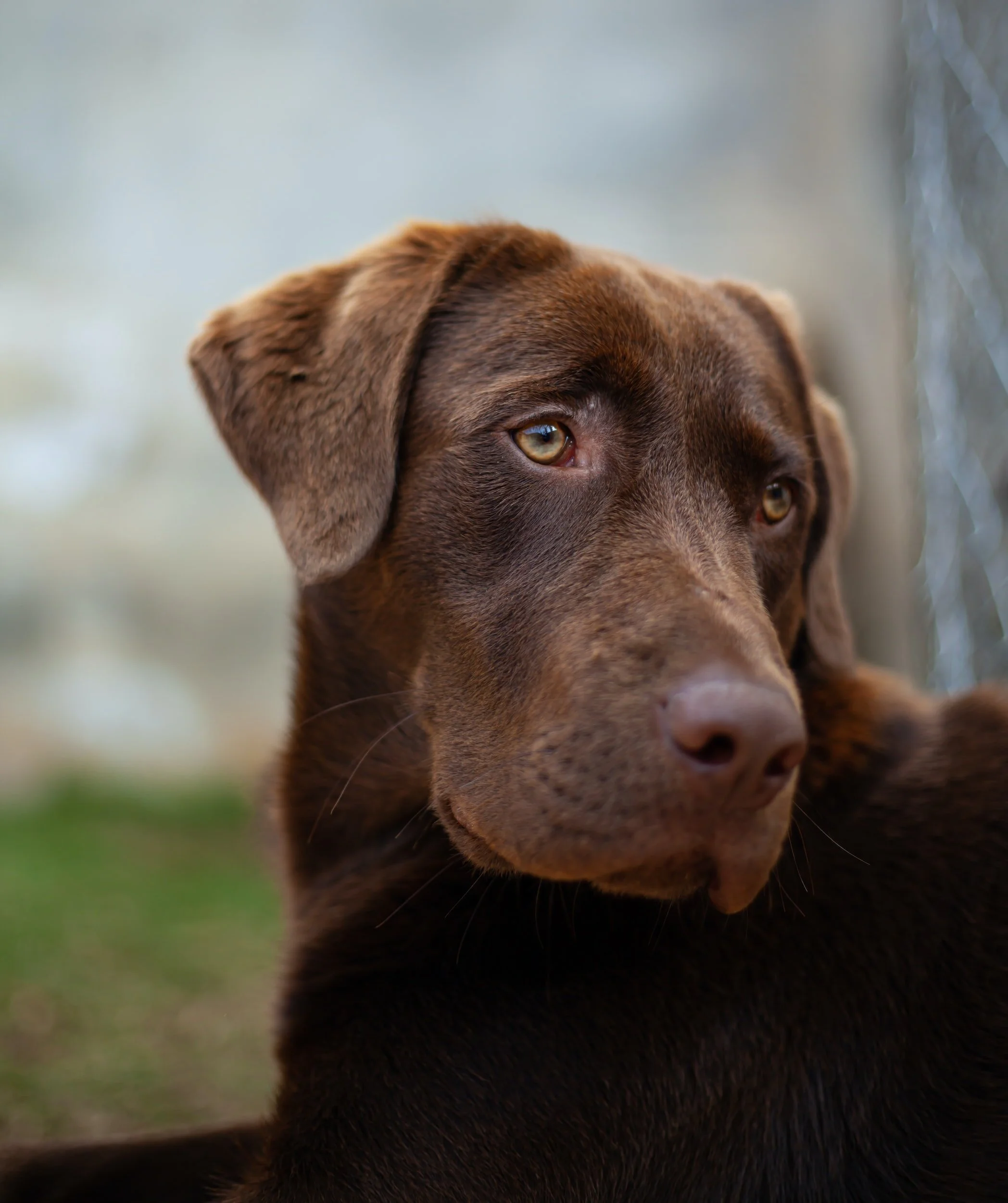 Brown dog looking away from camera