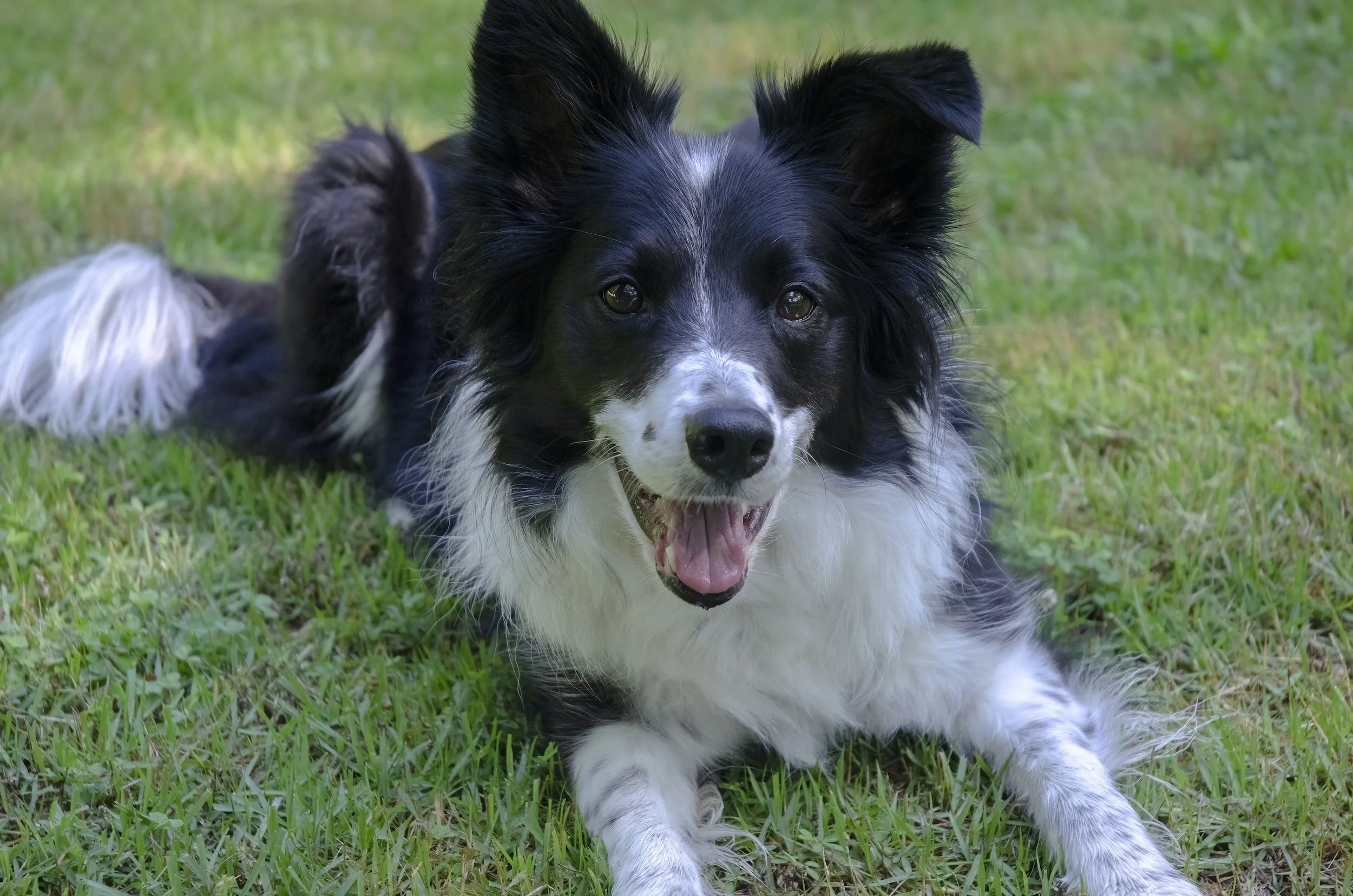 Border Collie lying on grass