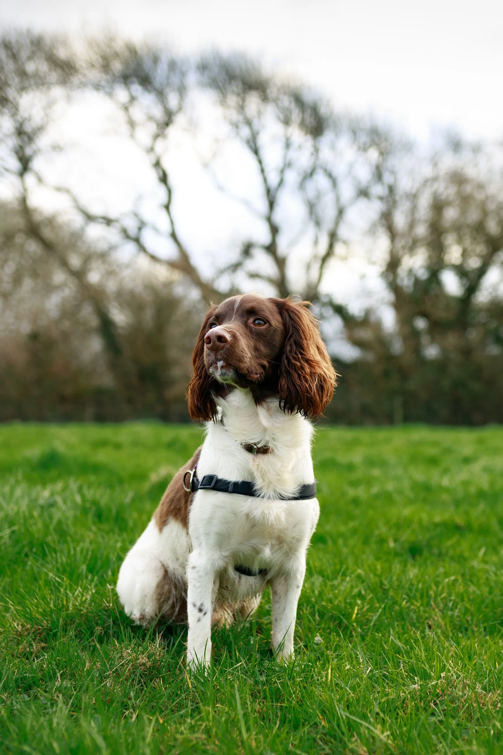 Happy dog running around barrel