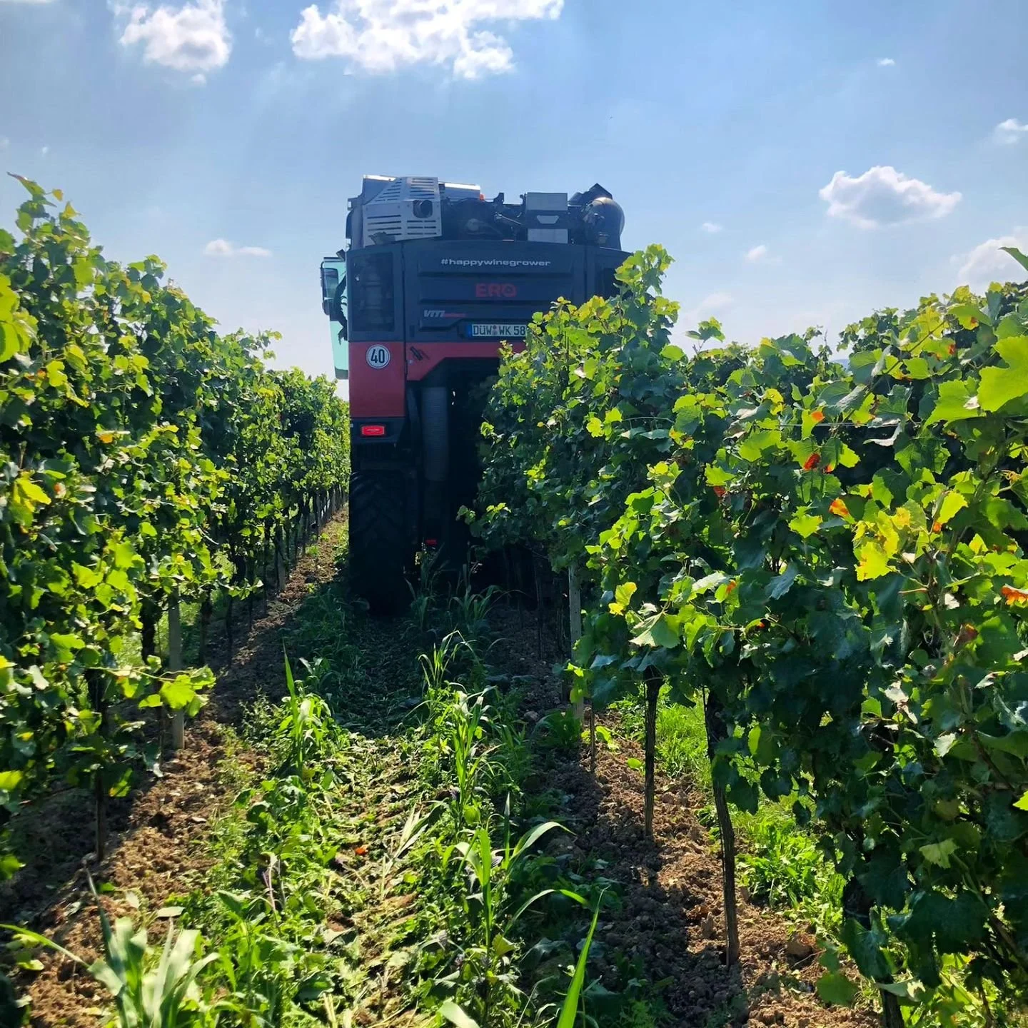 Sp&auml;tburgunder Ros&eacute; 2024 ✔️

#weinlese 
#traubenvollernter
#badd&uuml;rkheim