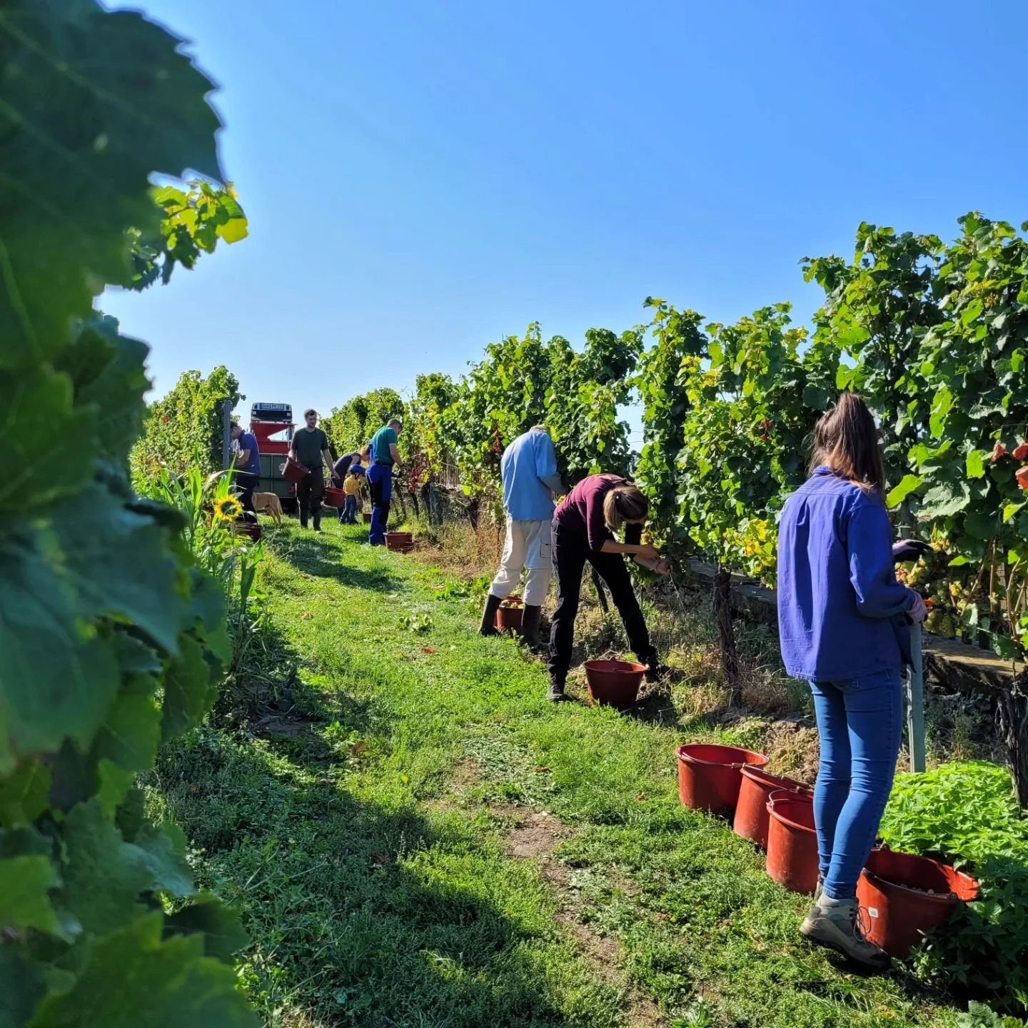 Spielberg Riesling 2024 ✔️

#handlese
#weinlese 
#riesling 
#badd&uuml;rkheim