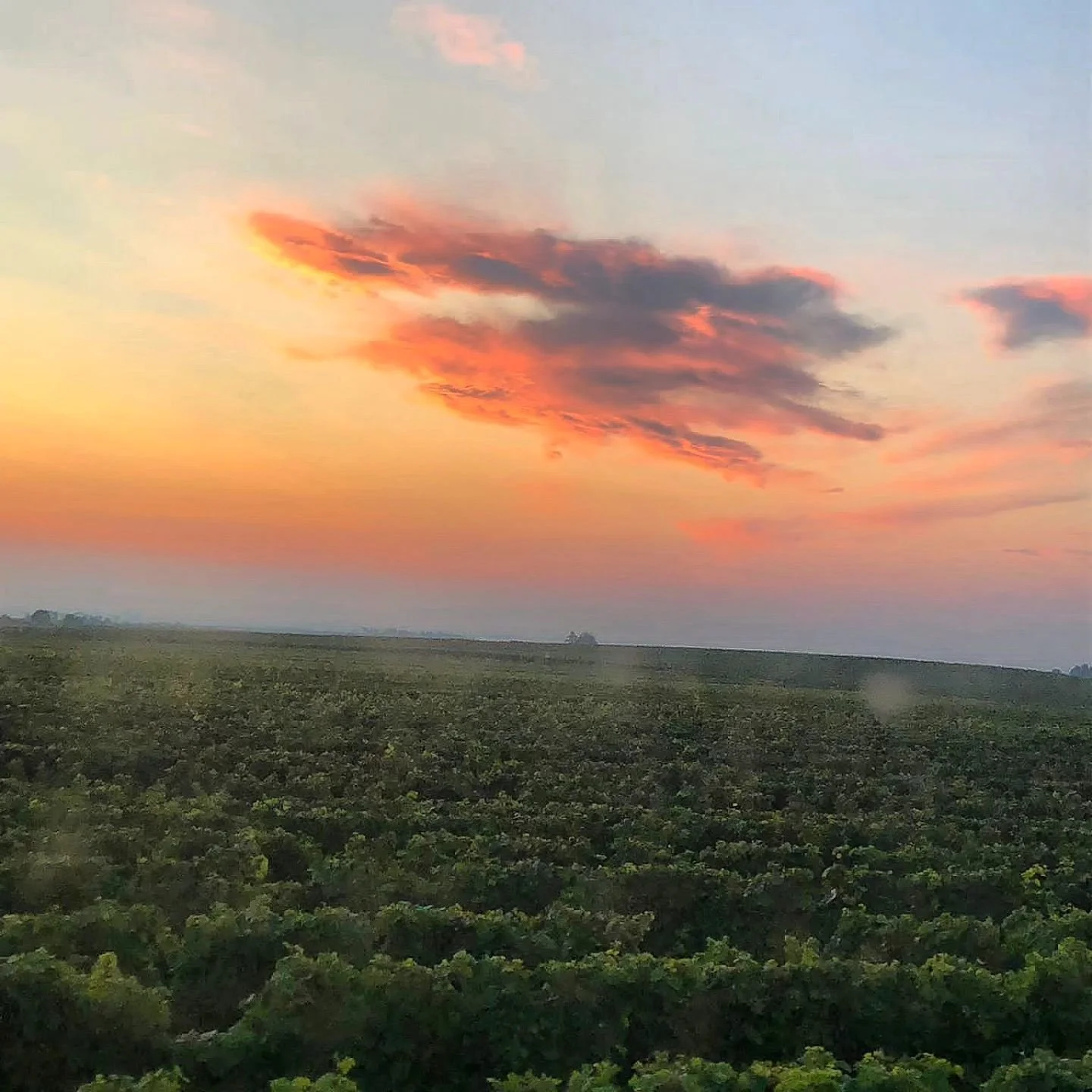 Aktueller Alltag... 
🚜🍇✂️

#weinlese #traubenvollernter #dayandnight #workworkwork #winemakerslife #badd&uuml;rkheim #pfalz