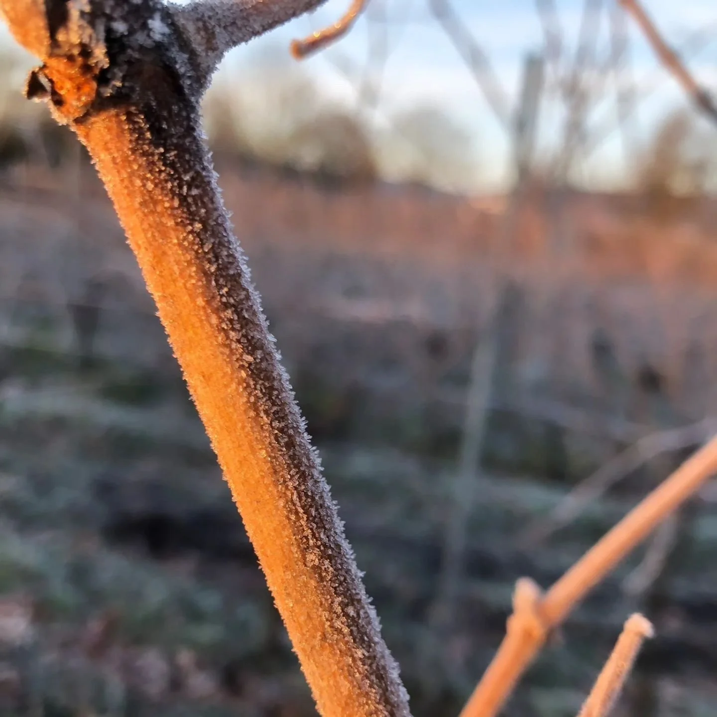 Ganz sch&ouml;n frisch heute... 

#beautifulnature
#winemakerslife 
#badd&uuml;rkheim